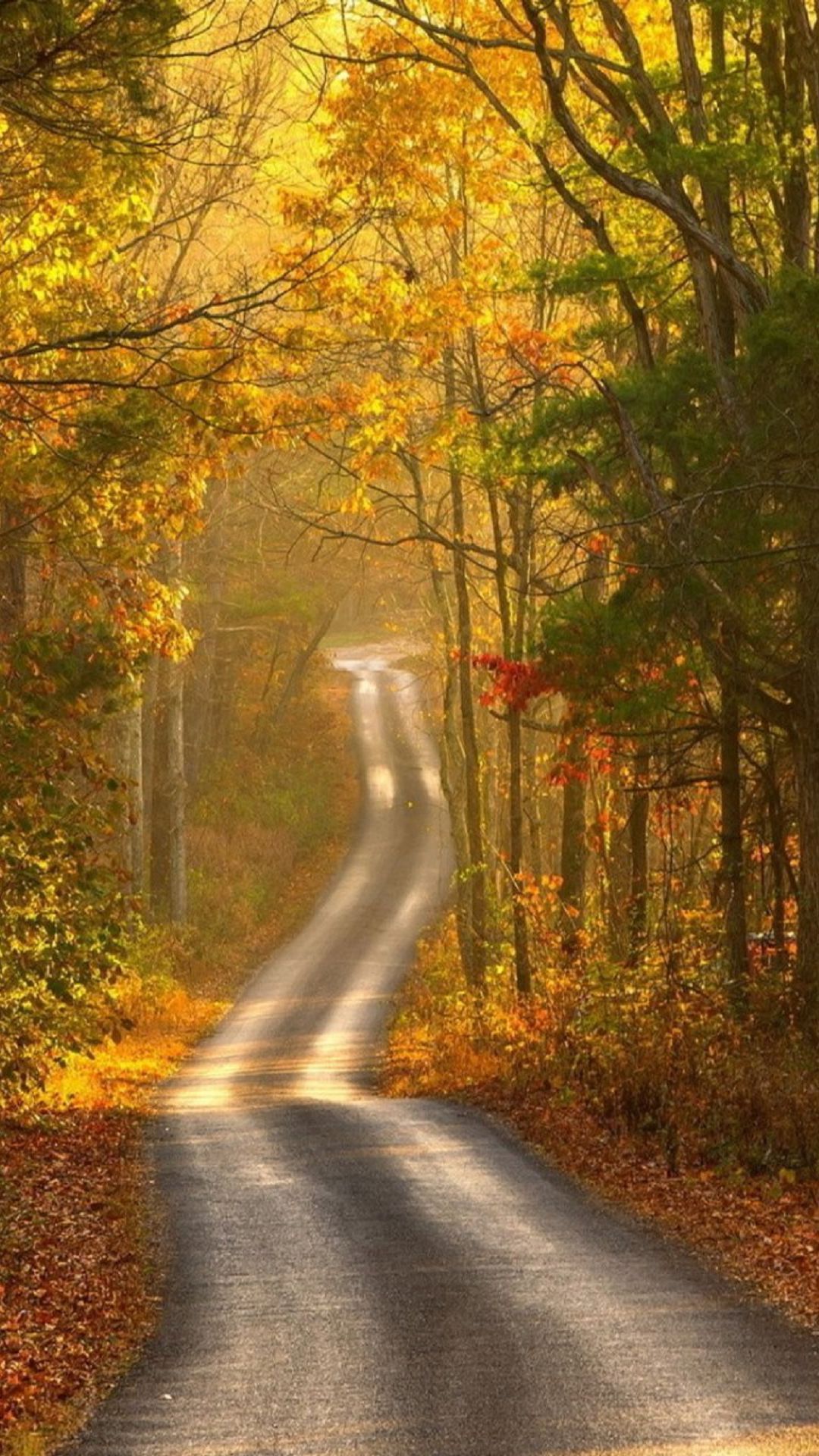Autumn Forest Path Android Wallpaper free download