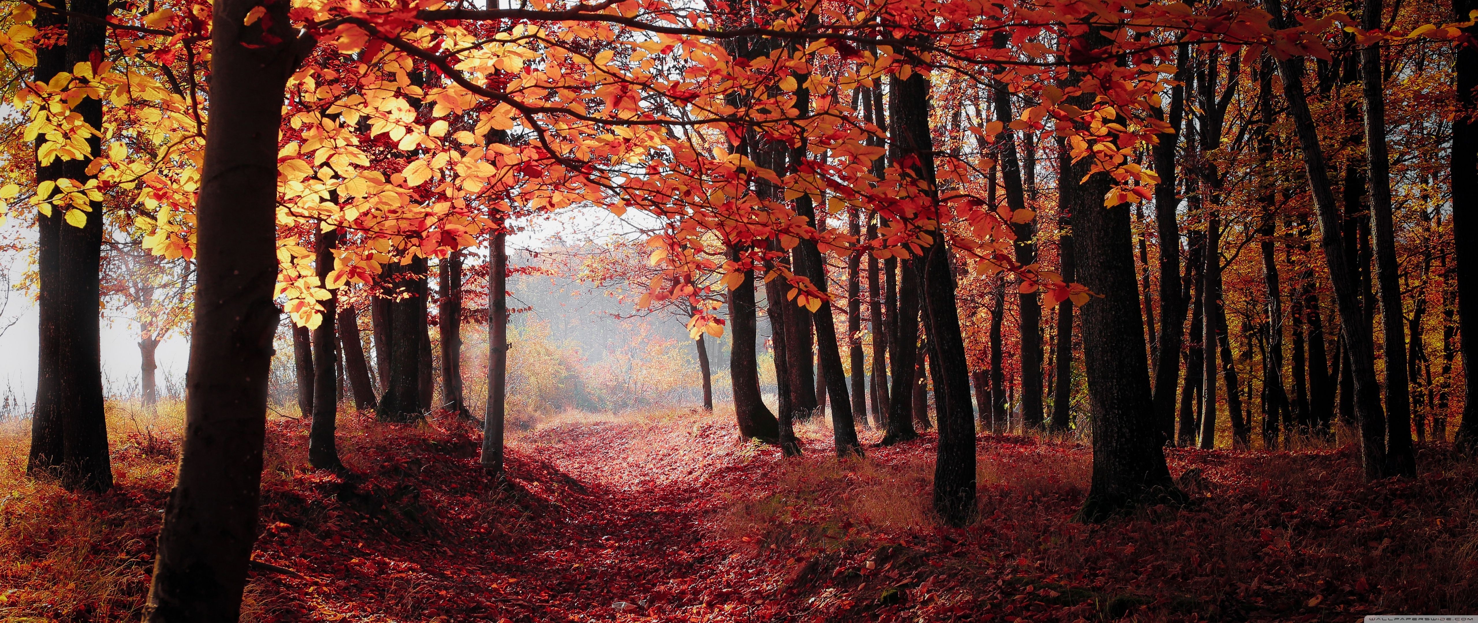 Autumn, Forest Trees, Red Leaves Ultra HD Desktop Backgrounds Wallpapers for 4K UHD TV : Widescreen & UltraWide Desktop & Laptop : Tablet : Smartphone