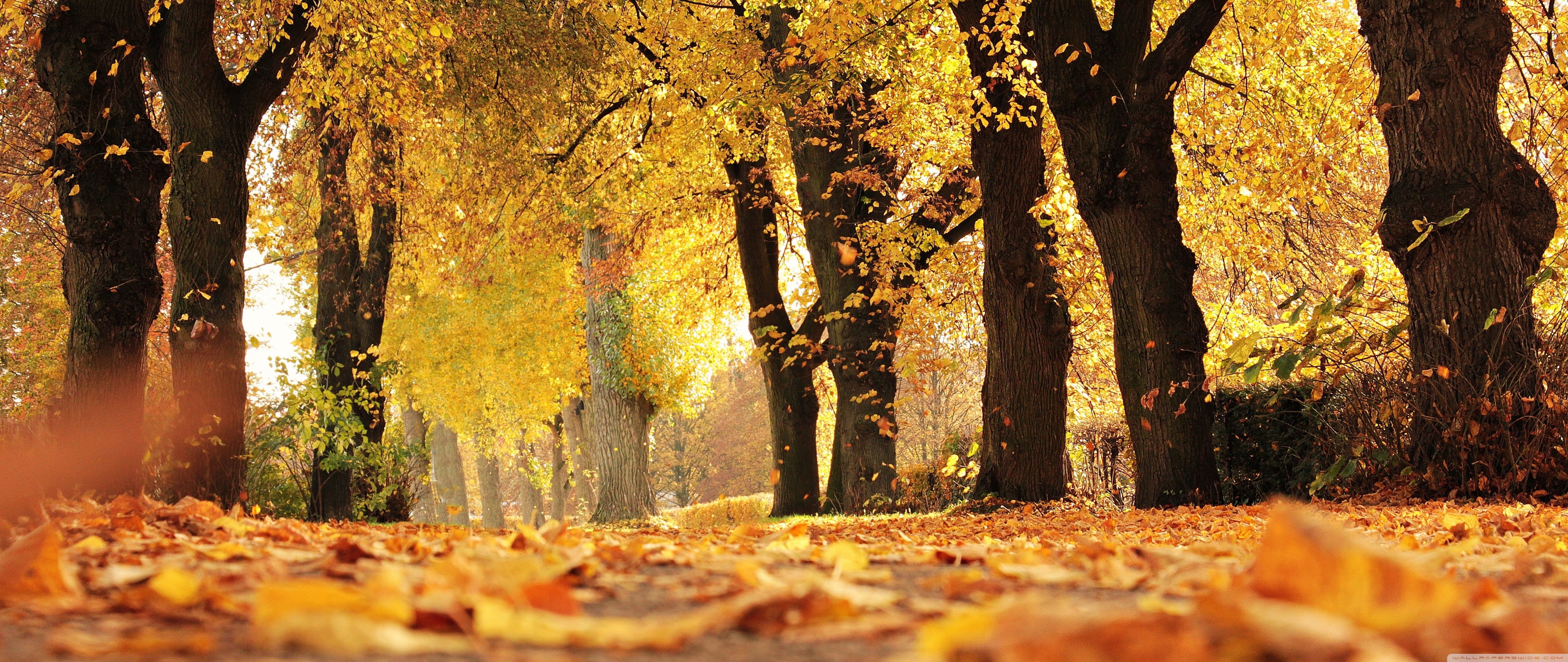 Ultra Wide Autumn Wallpapers  Wallpaper Cave