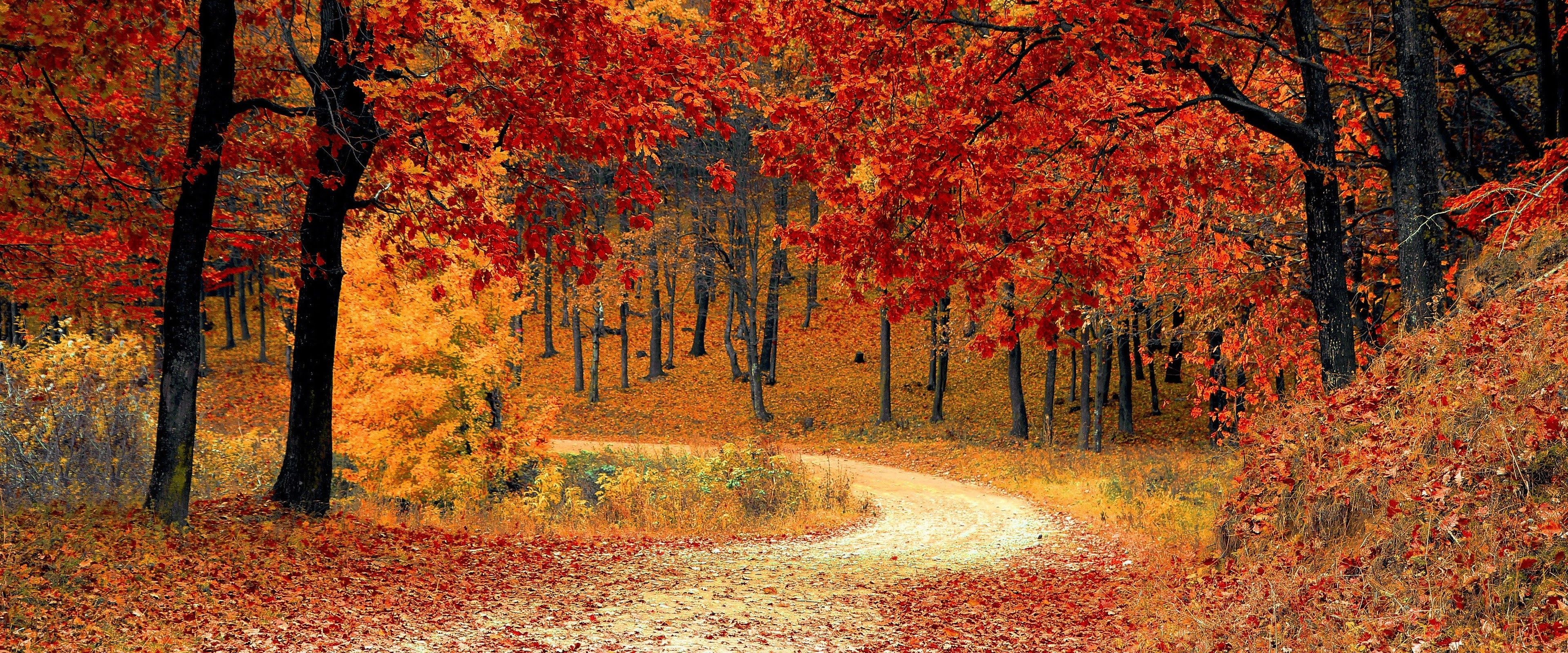 Autumn Trees Forest 4K 3840x2160 Wallpaper