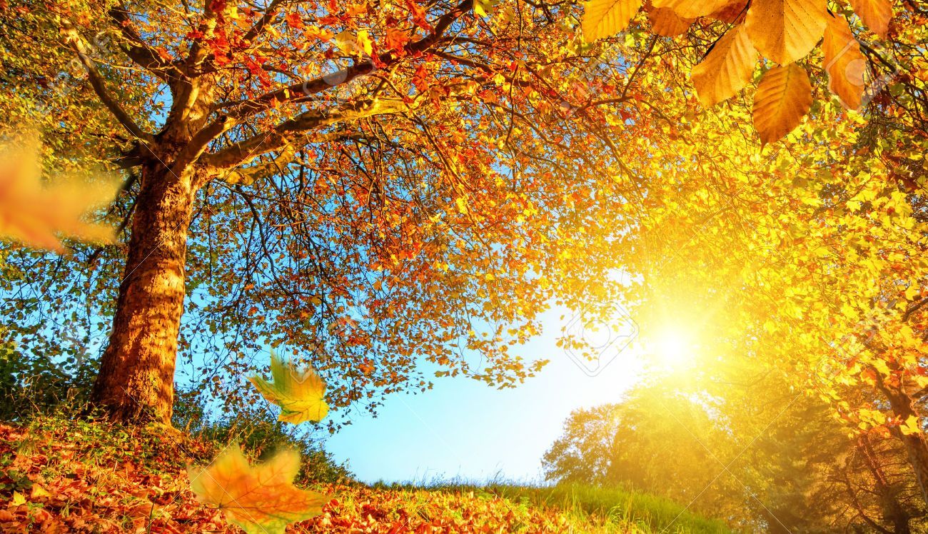 45080528 Or Paysages D Automne Avec Un Bel Arbre La Chute Des Feuilles Ciel Bleu Et Le Soleil Brille Chaudeme Banque. Autumn Landscape, Landscape Scenery, Scenery
