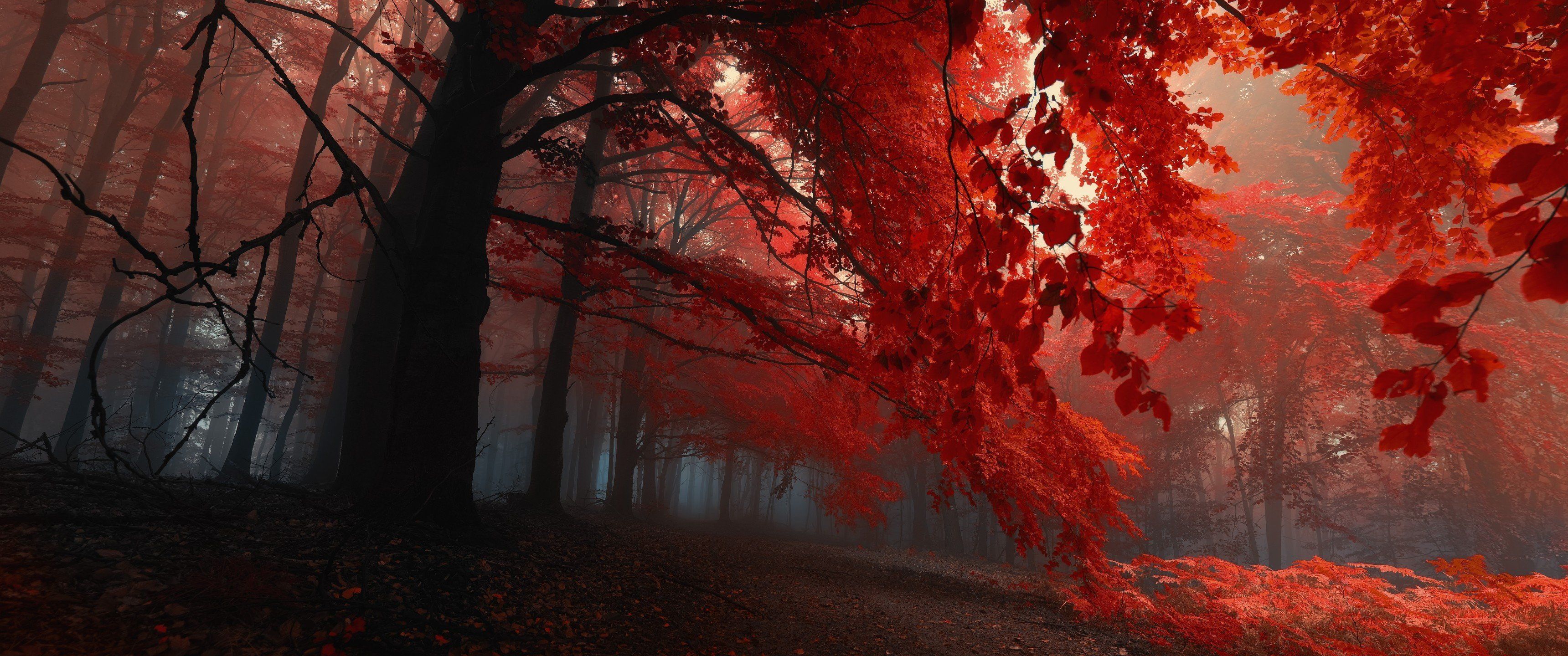 Red Leaves [3440x1440] a few people requested this, WidescreenWallpaper. Tree HD wallpaper, Landscape, Beautiful nature