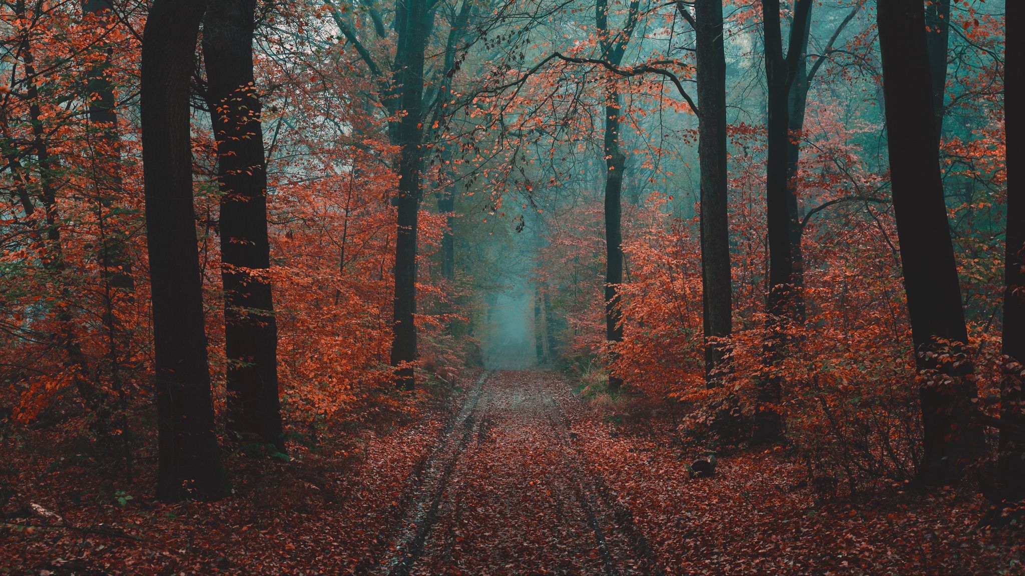 Download wallpaper 2048x1152 forest, path, fog, nature, autumn ultrawide monitor HD background