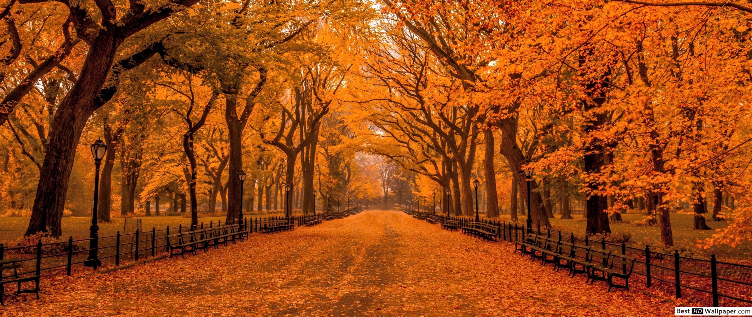 Autumn in Central Park HD wallpaper download