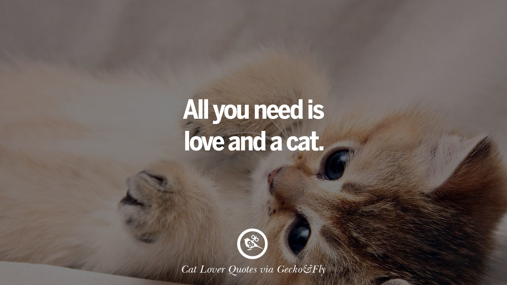 Cute Cat Image With Quotes For Crazy Cat Ladies, Gentlemen And Lovers