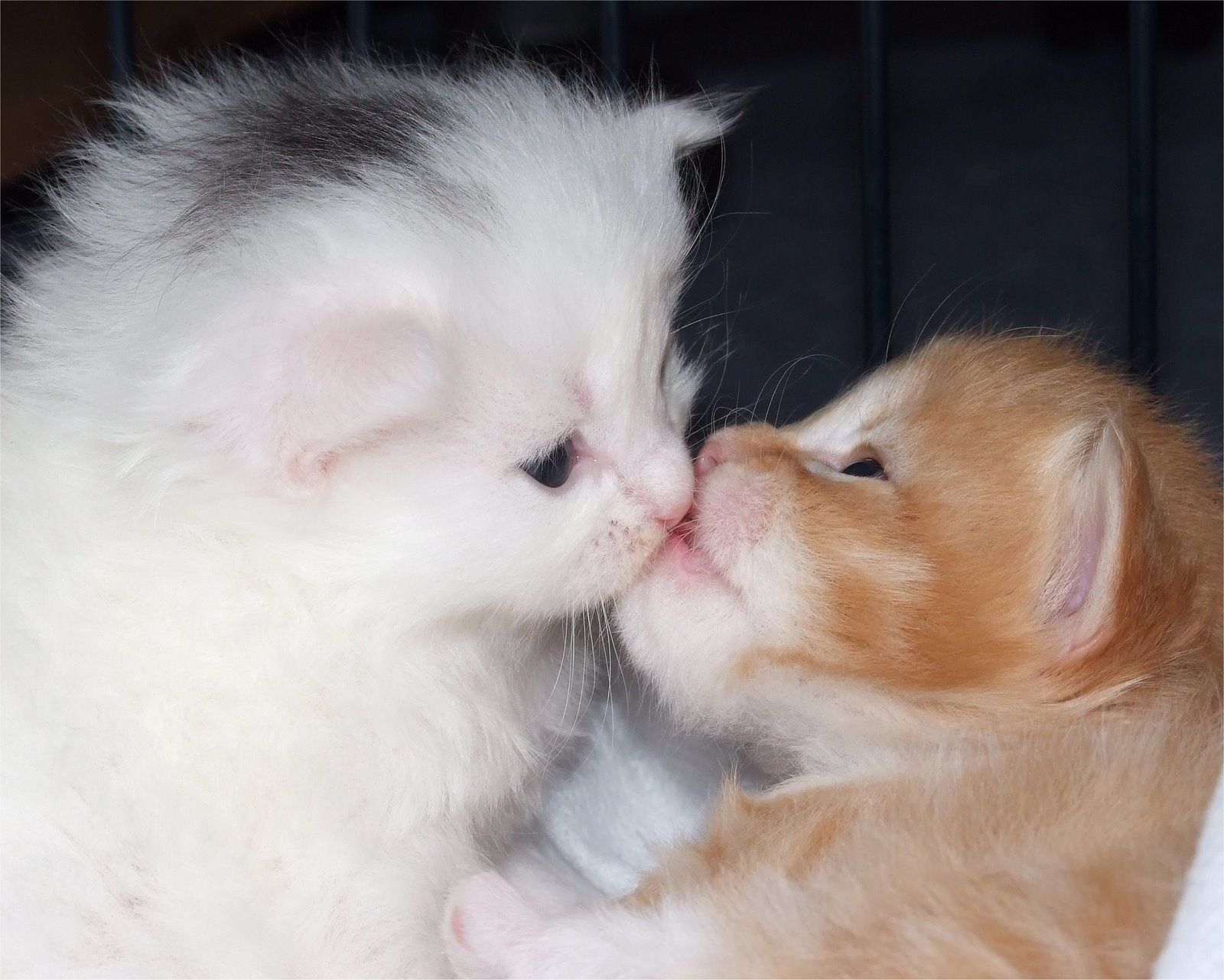 Pet Lover 9:38:00 AM cats love making picture cats romantic picture