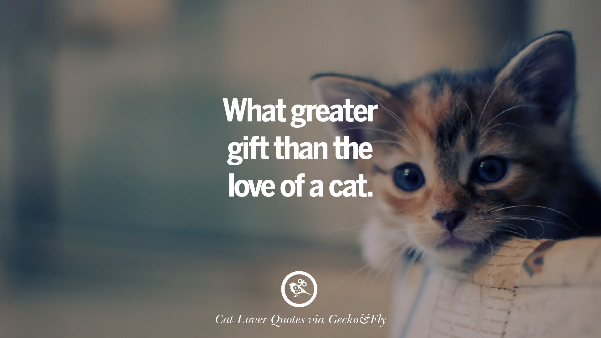 Cute Cat Image With Quotes For Crazy Cat Ladies, Gentlemen And Lovers
