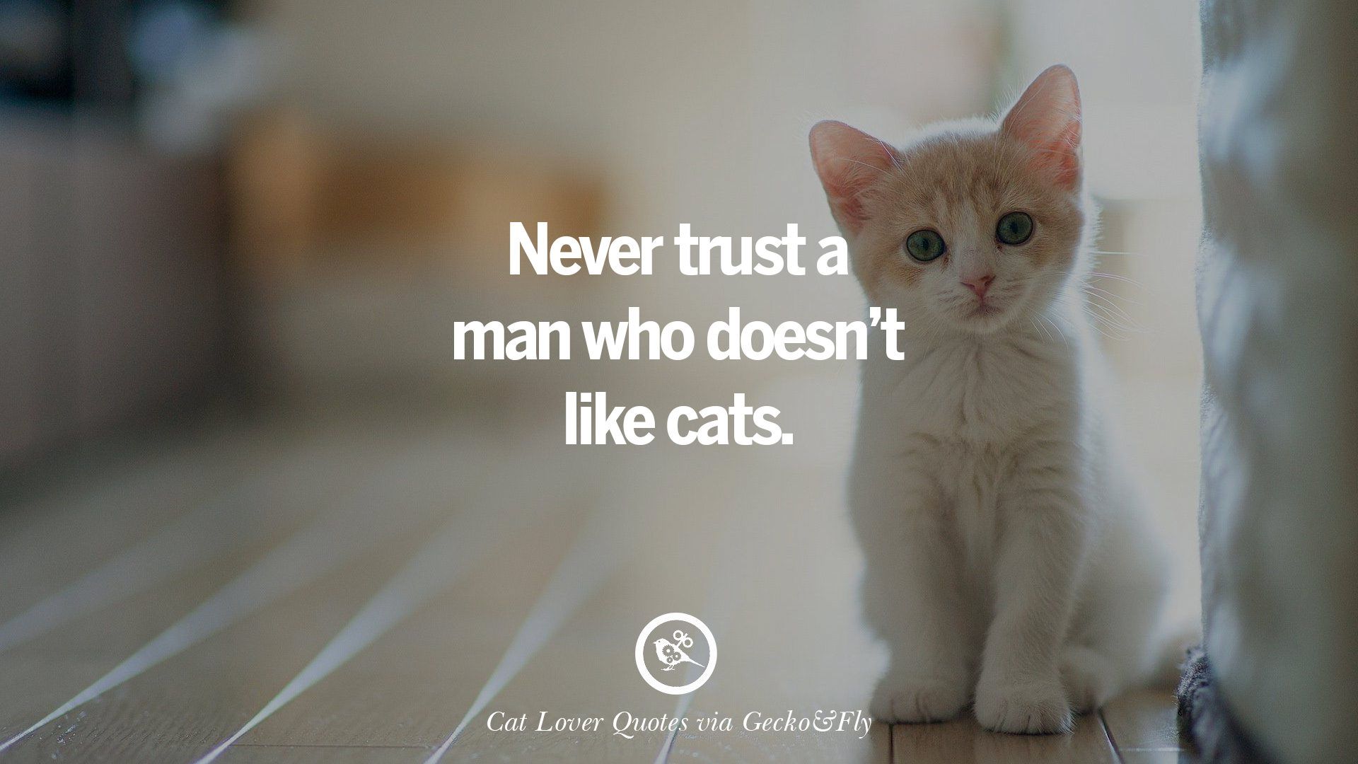 Cute Cat Image With Quotes For Crazy Cat Ladies, Gentlemen And Lovers