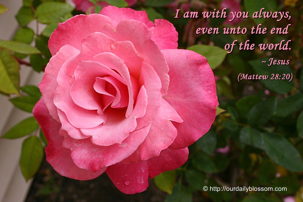 Flowers Bible Meaning Apink Verse Rose Pink Beautiful As Desktop Wallpaper