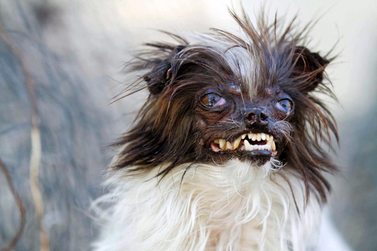 Free download Picture Of Ugly Dogs High resolution and widescreen wallpaper [1200x801] for your Desktop, Mobile & Tablet. Explore Ugly Dog Wallpaper. Ugly Animal Wallpaper, Ugly Wallpaper for Desktop