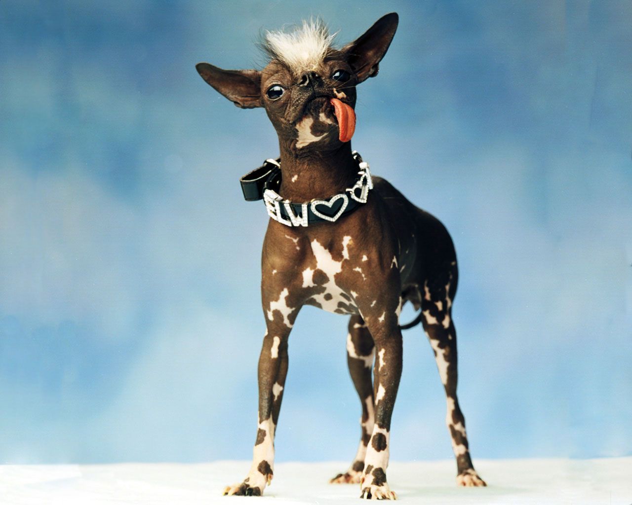 Pets, Gotta Love Umm !