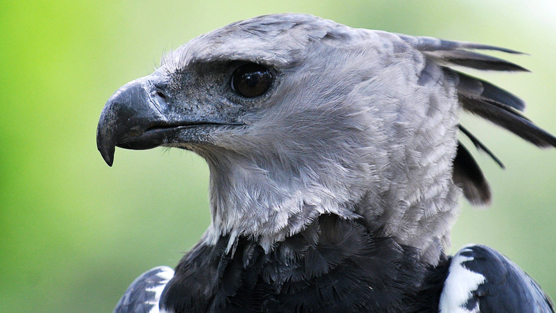 Harpy Eagle Wallpapers - Wallpaper Cave