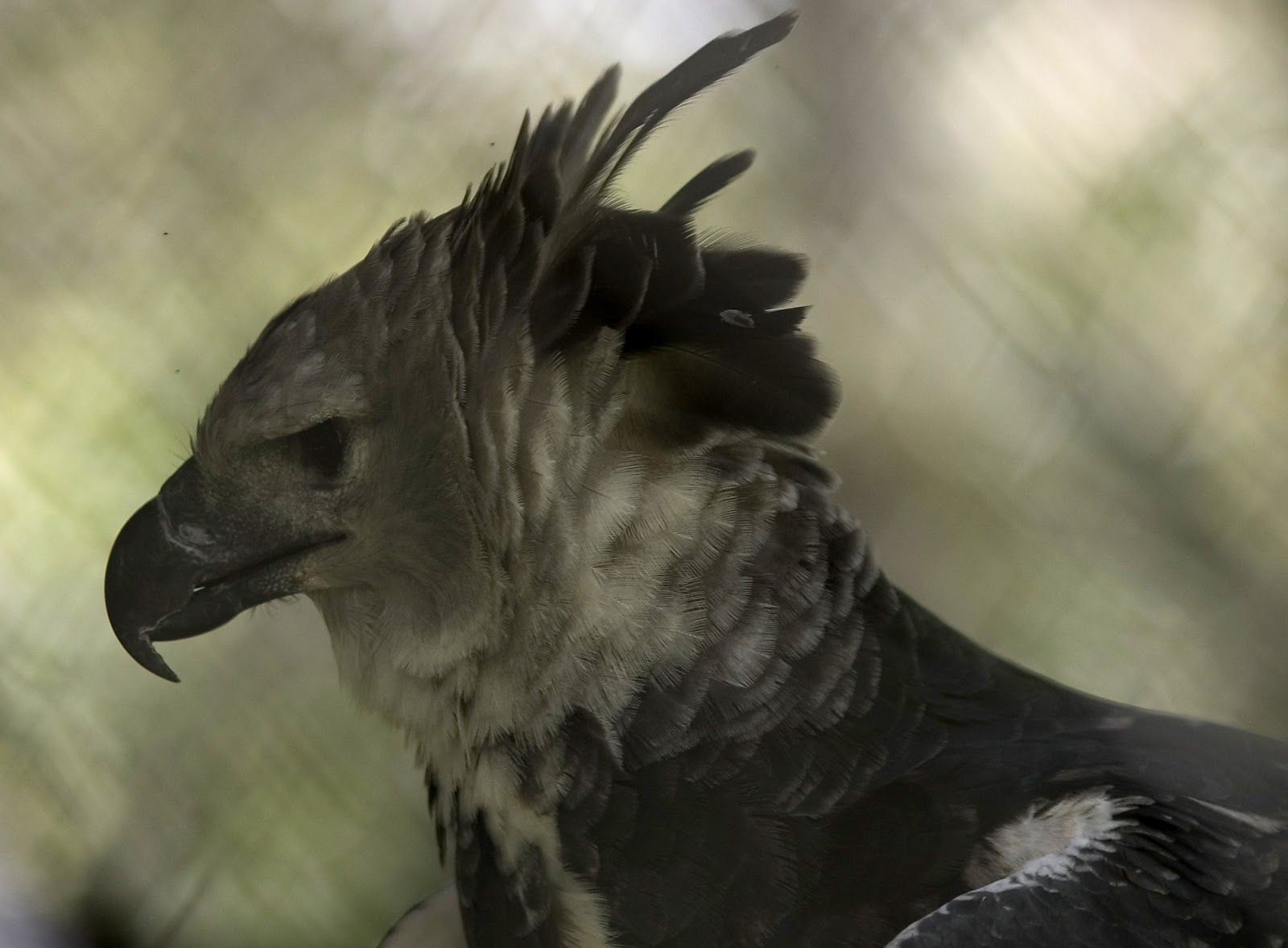 Harpy Eagle Picture and Wallpaper