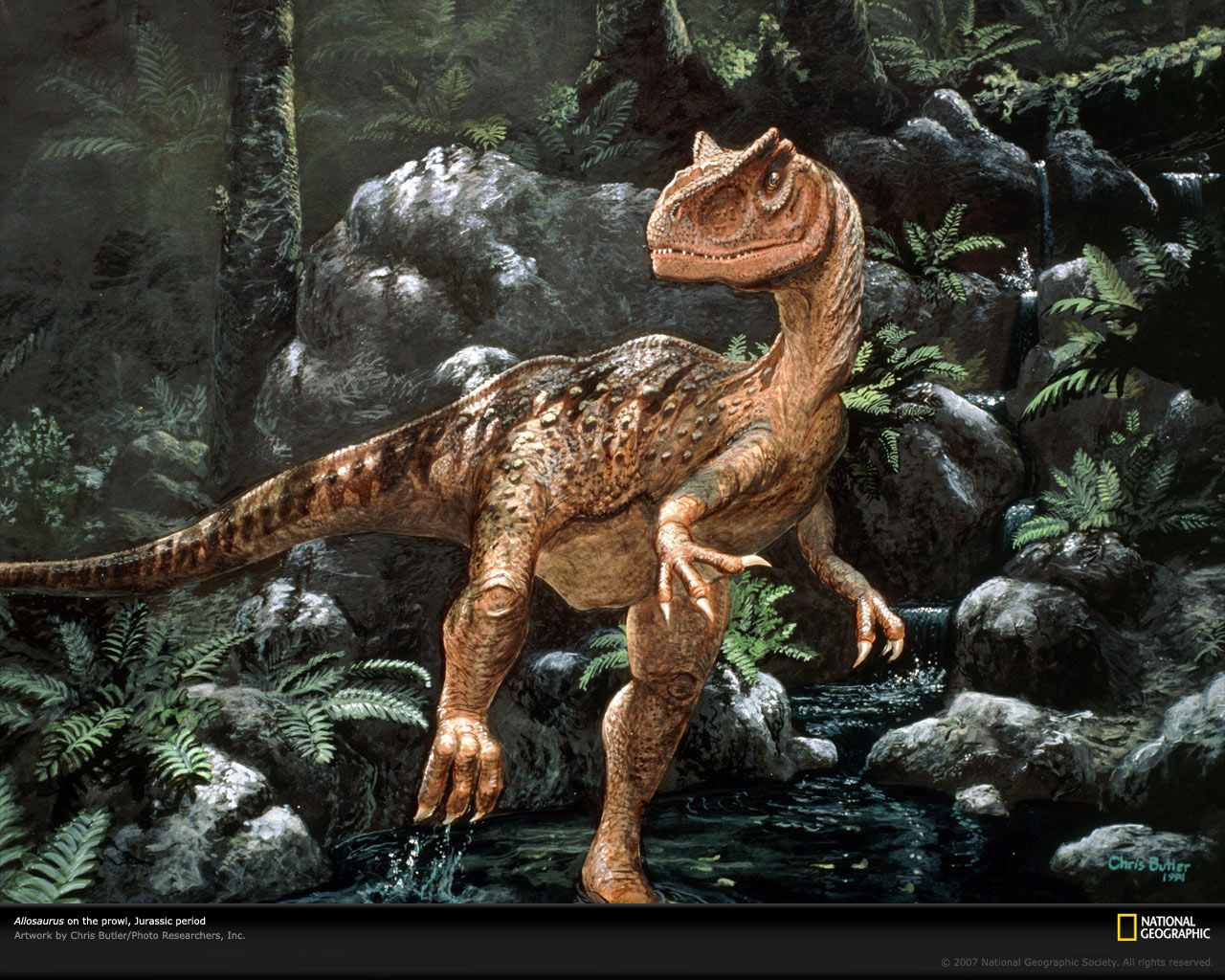 Allosaurus Wallpapers Wallpaper Cave Allosaurus Wallpapers Wallpaper Cave