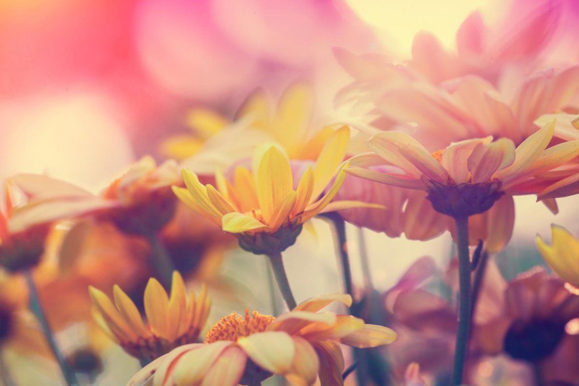 Autumn flower live wallpaper for Android. Autumn flower free download for  tablet and phone.
