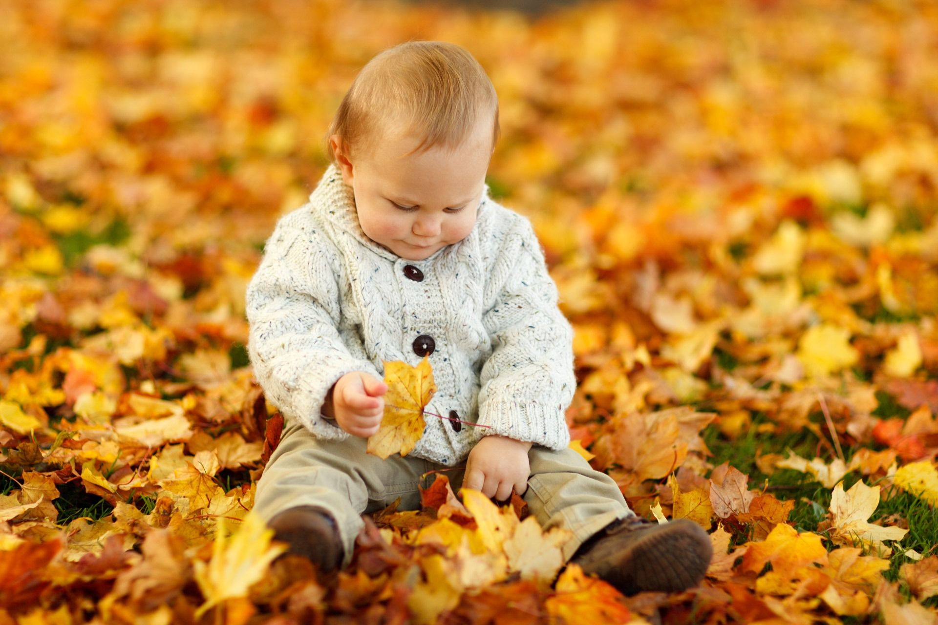 Display Autumn Fall Baby Boy Child · Free