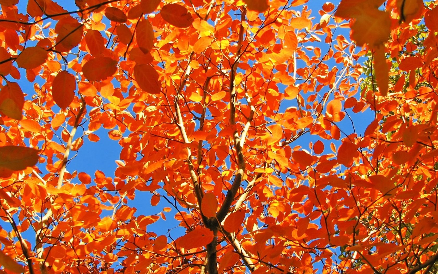 Every leaf is a flower Wallpaper Autumn Nature Wallpaper in jpg format for free download