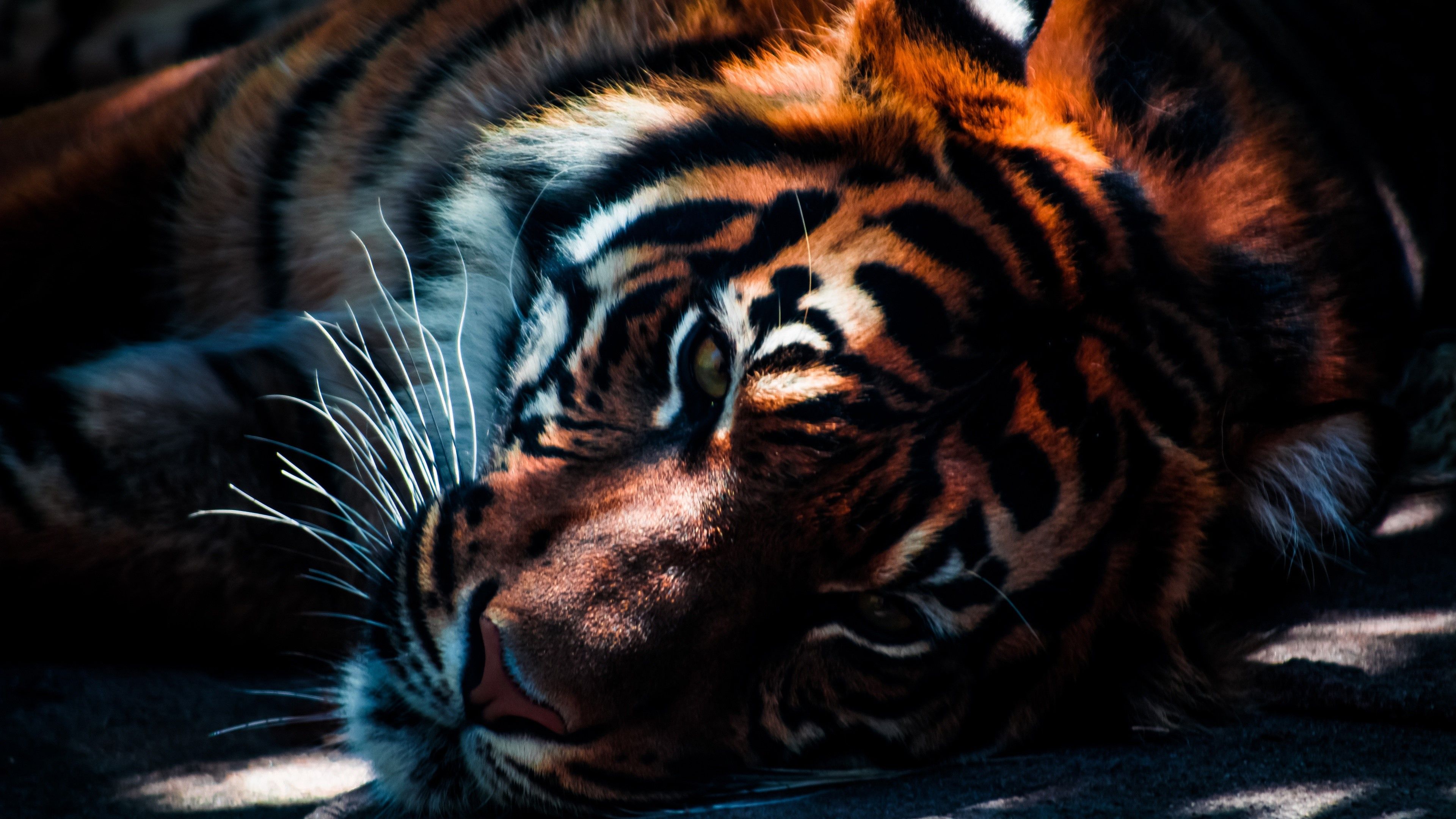 Animal Tiger 3D Wallpaper Background
