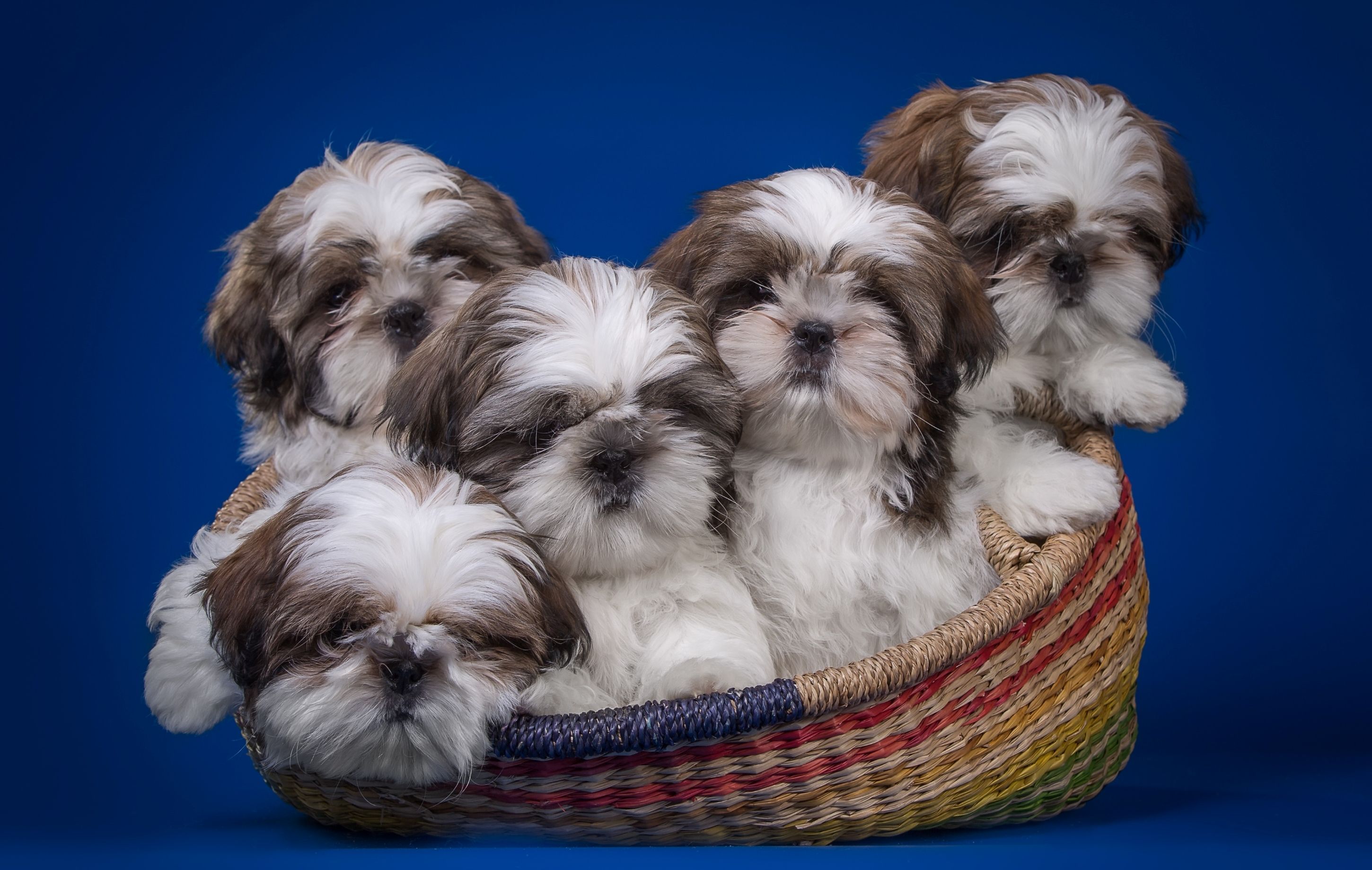 Cute Shih Tzu Puppies Wallpapers Wallpaper Cave