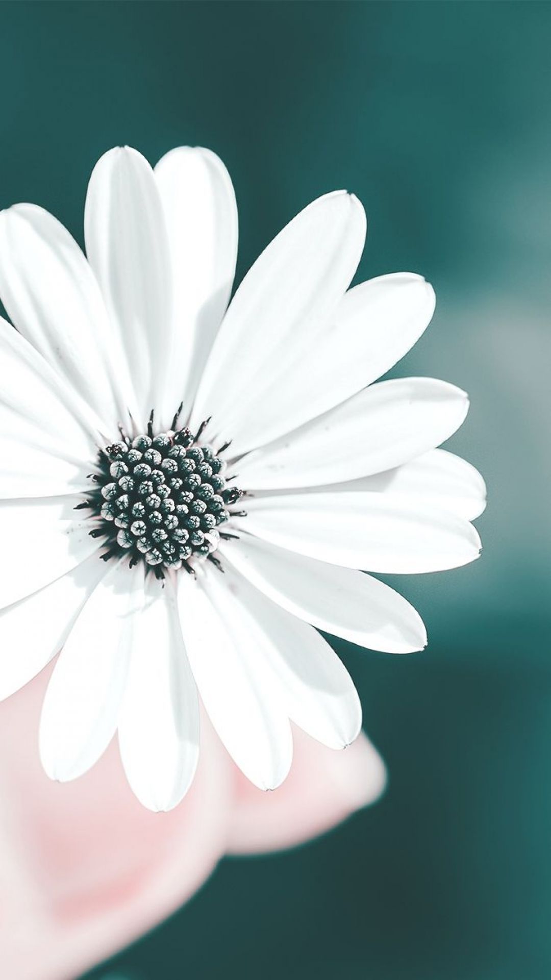 White Flower, iPhone, Desktop HD Background / Wallpaper (1080p, 4k) (1080x1921) (2020)