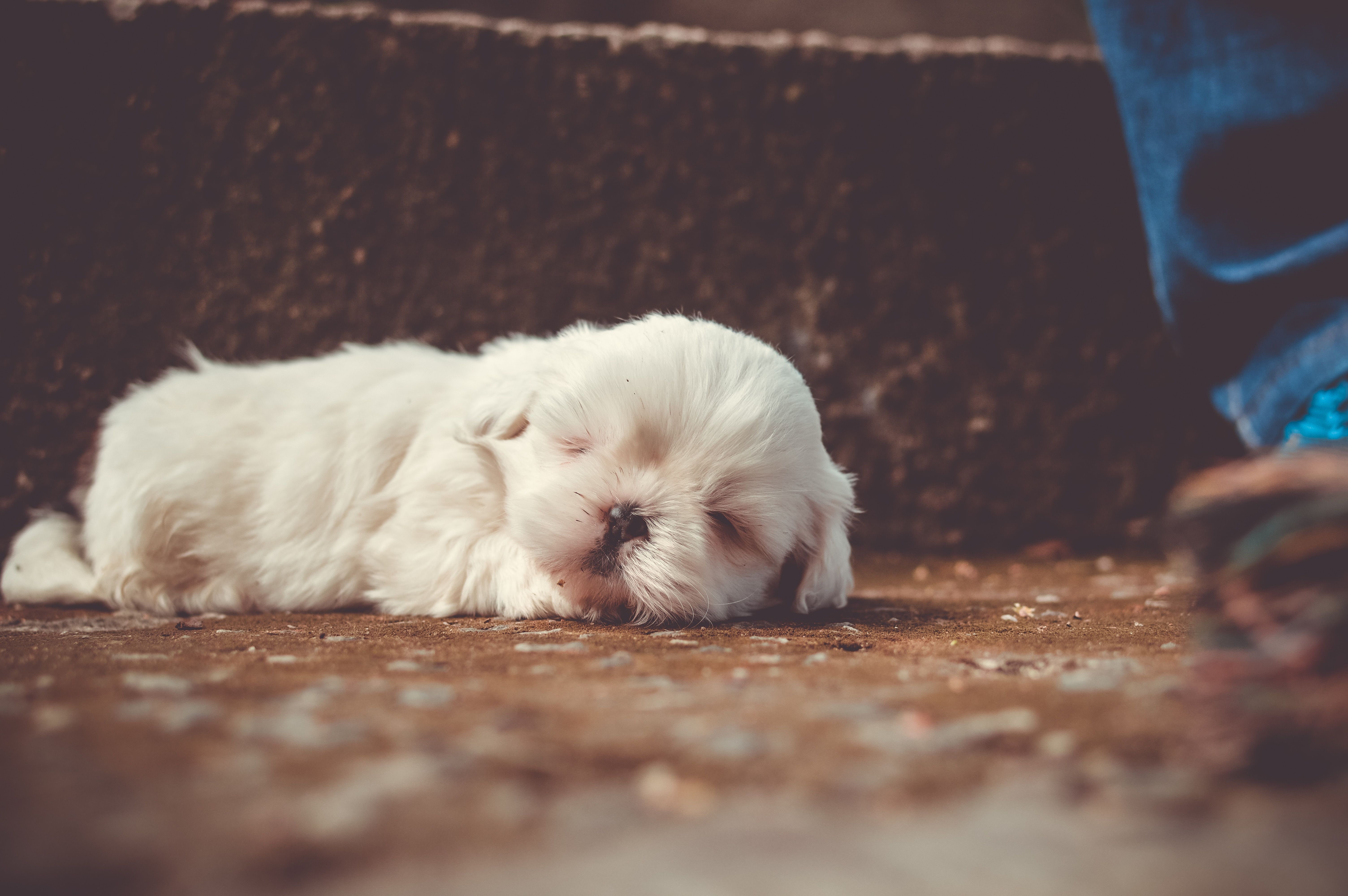 Download wallpaper 4k, Shih tzu, puppy, sleeping dog, pets, fluffy dog, cute animals, dogs, Shih tzu Dog, white puppy for desktop with resolution 6016x4000. High Quality HD picture wallpaper