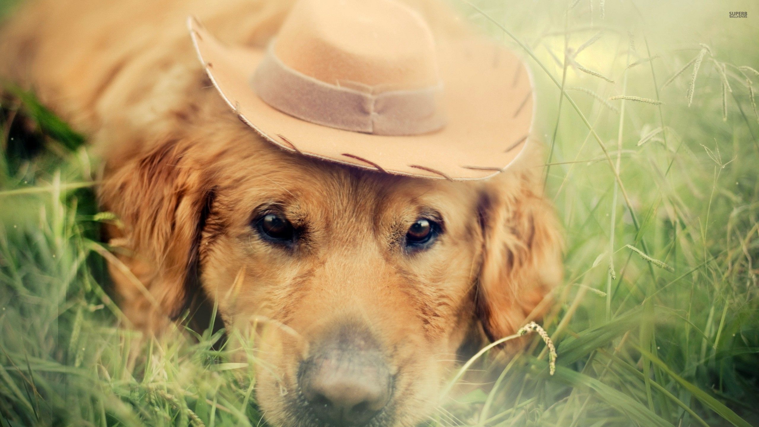 Golden Retriever with Cowboy Hat Wallpaper