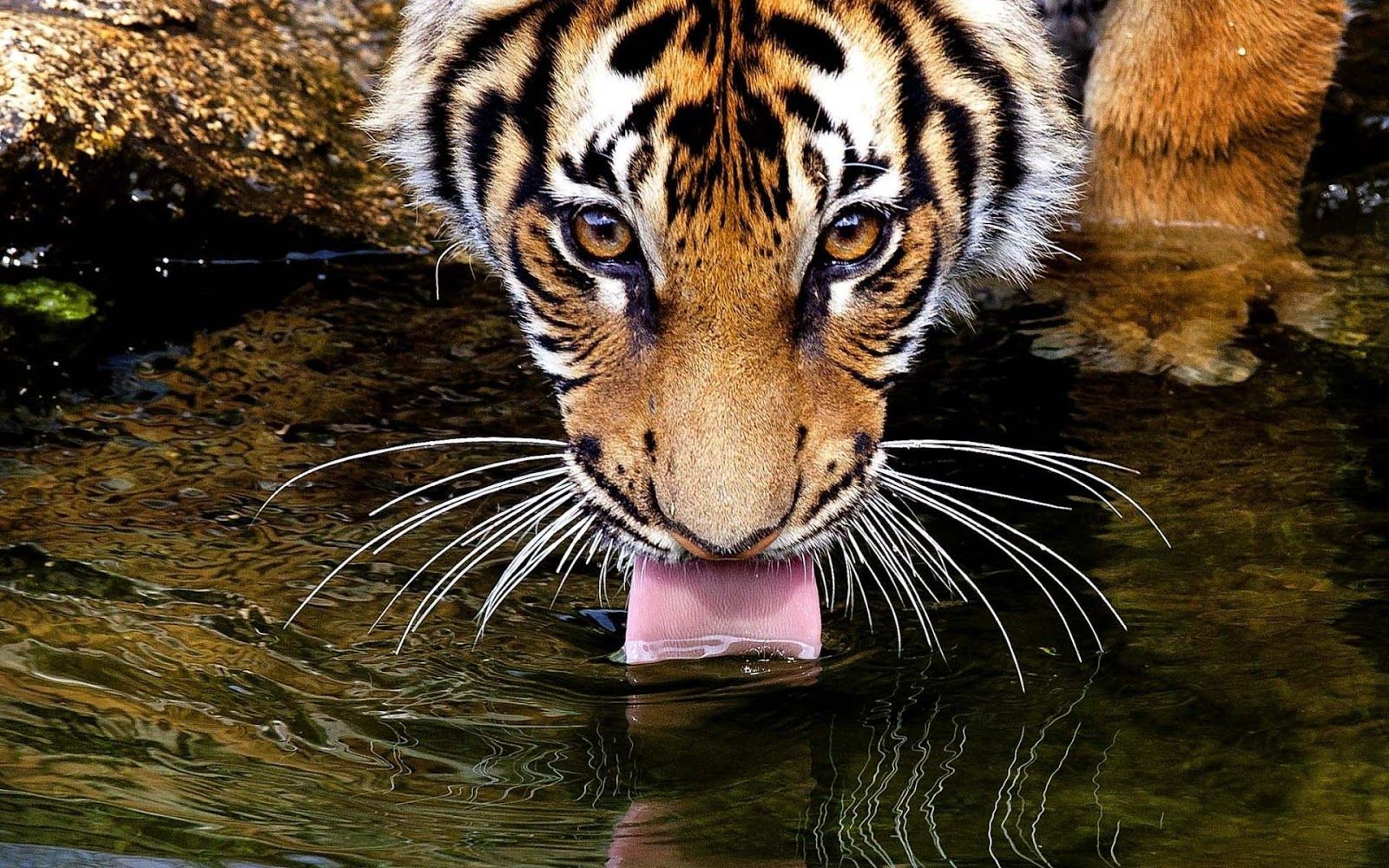 Tiger Drinking Water Wallpaper Free Tiger Drinking Water Background