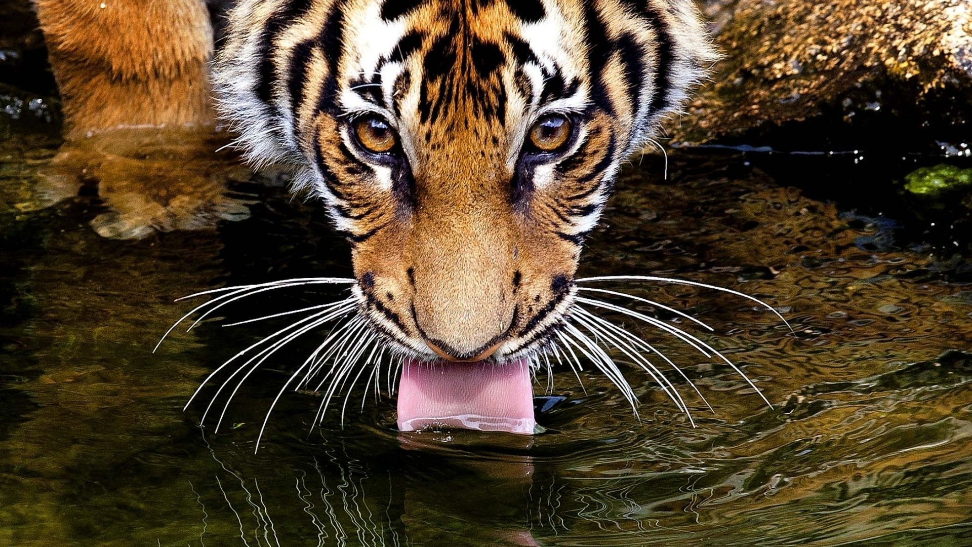 Tiger Drinking Water Wallpaper