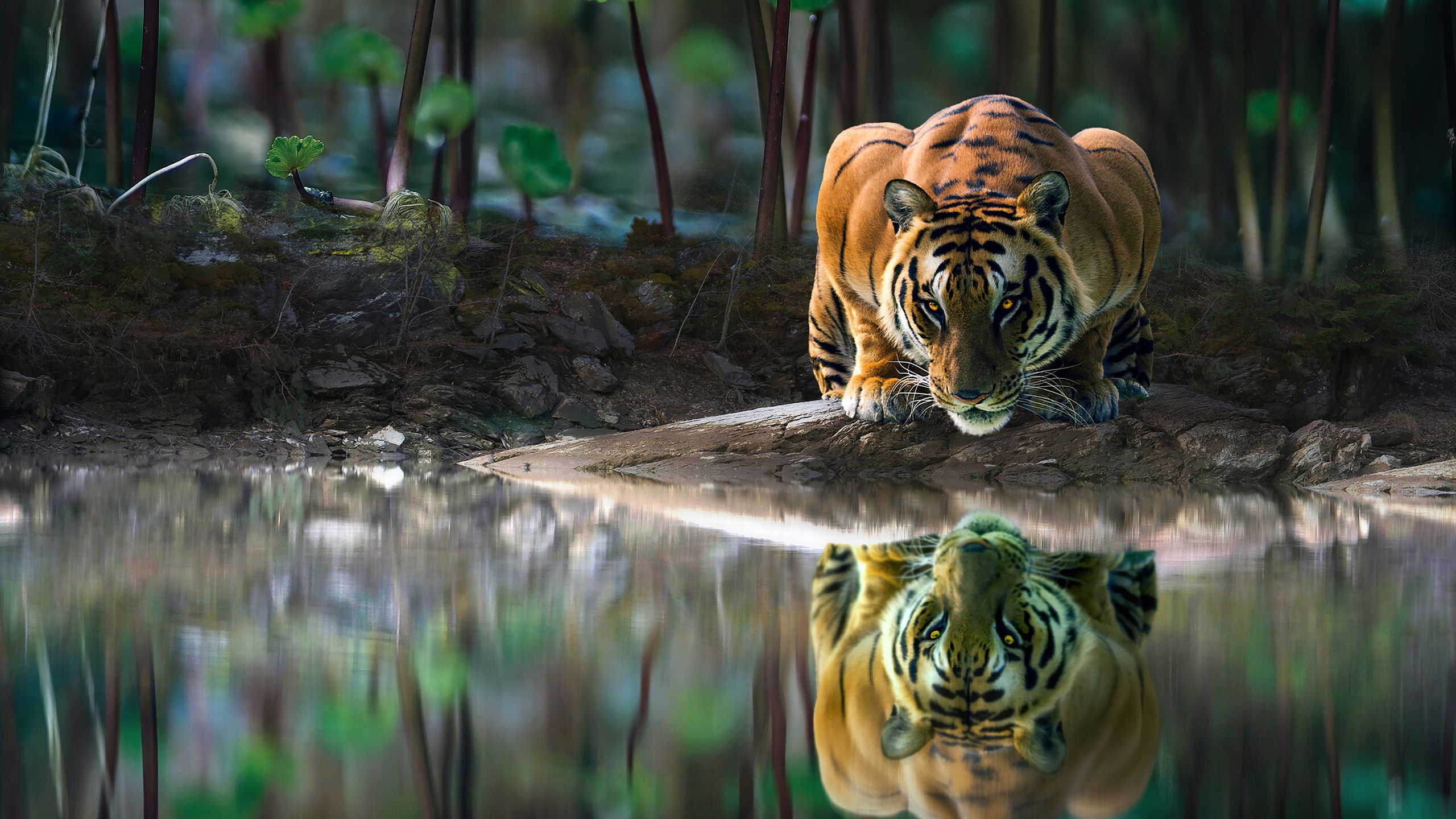 Tiger Glowing Eyes Drinking Water 4k 1440P Resolution HD 4k Wallpaper, Image, Background, Photo and Picture