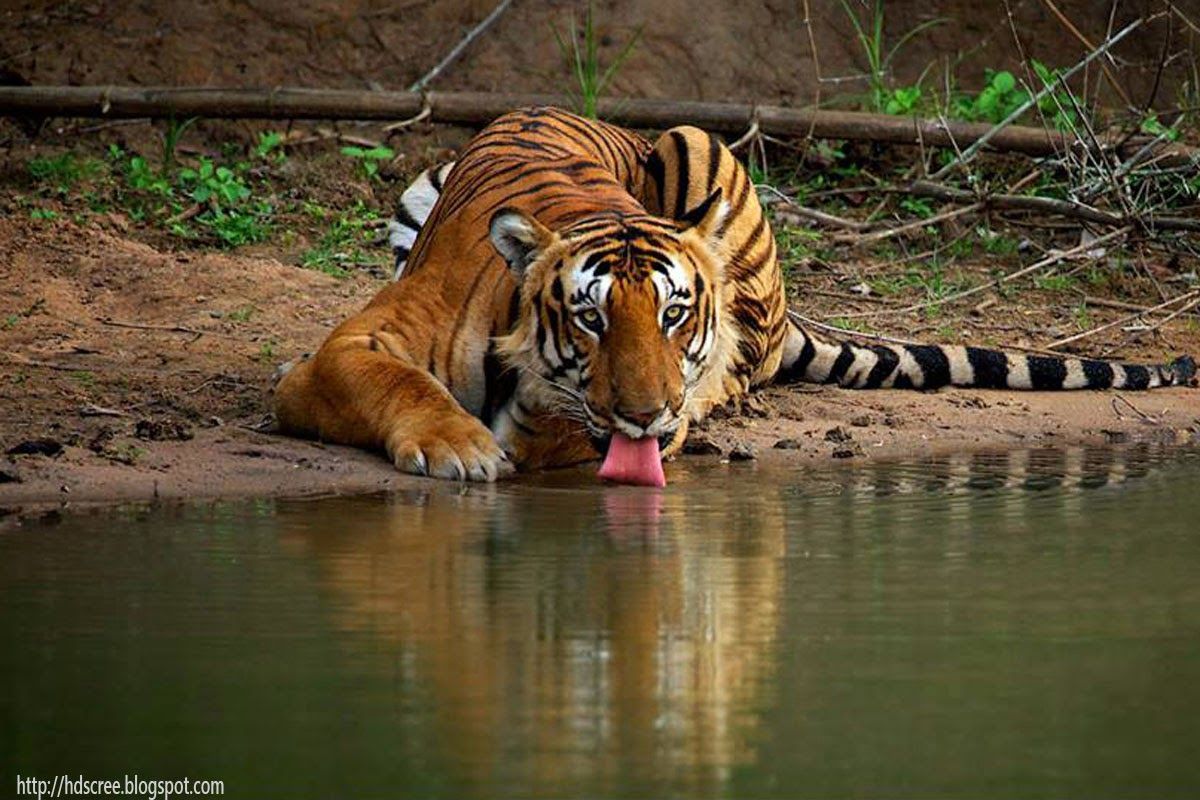 Tiger Drinking Water Wallpaper