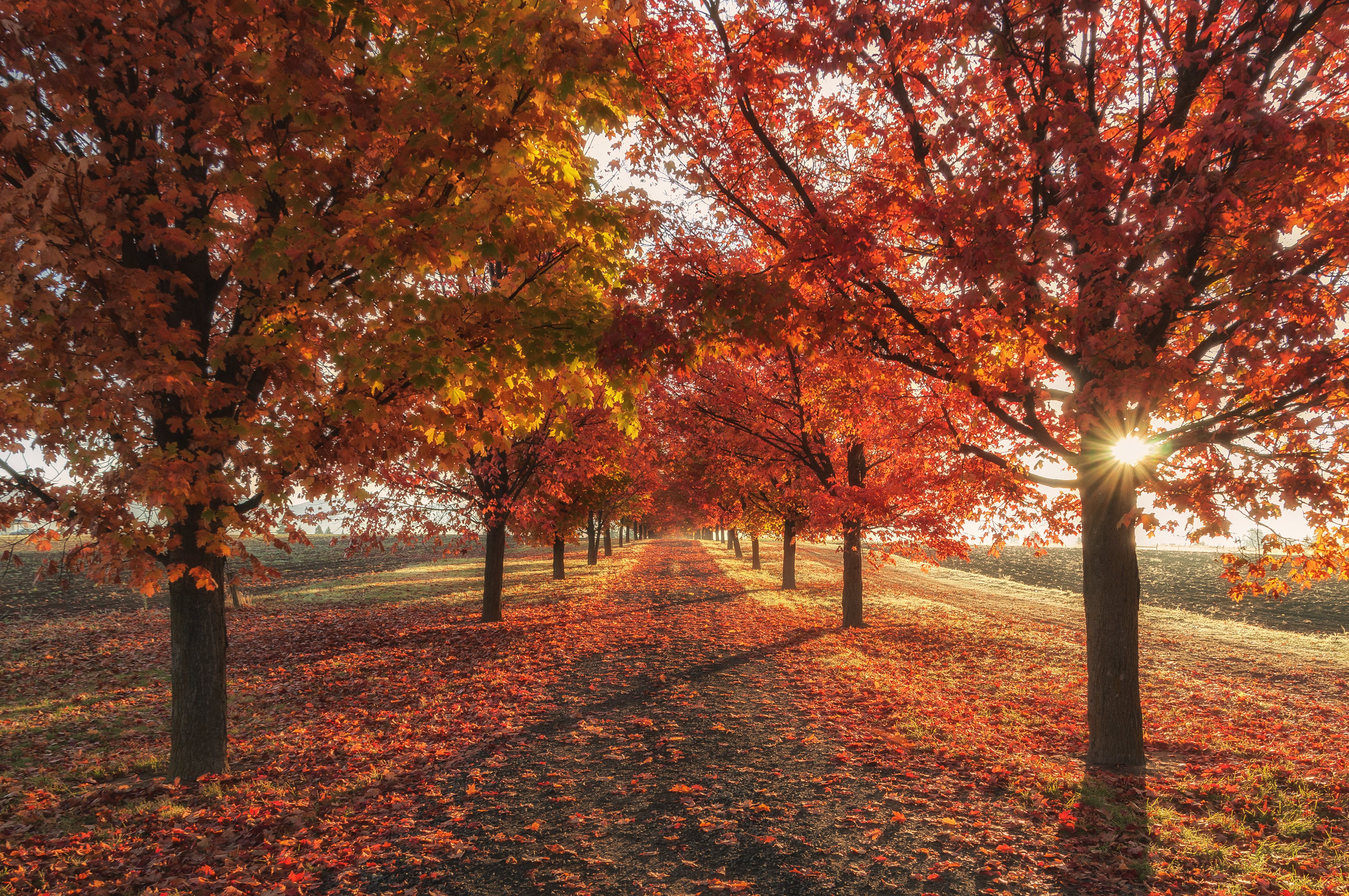 Nature Autumn Trees Nature Autumn Trees
