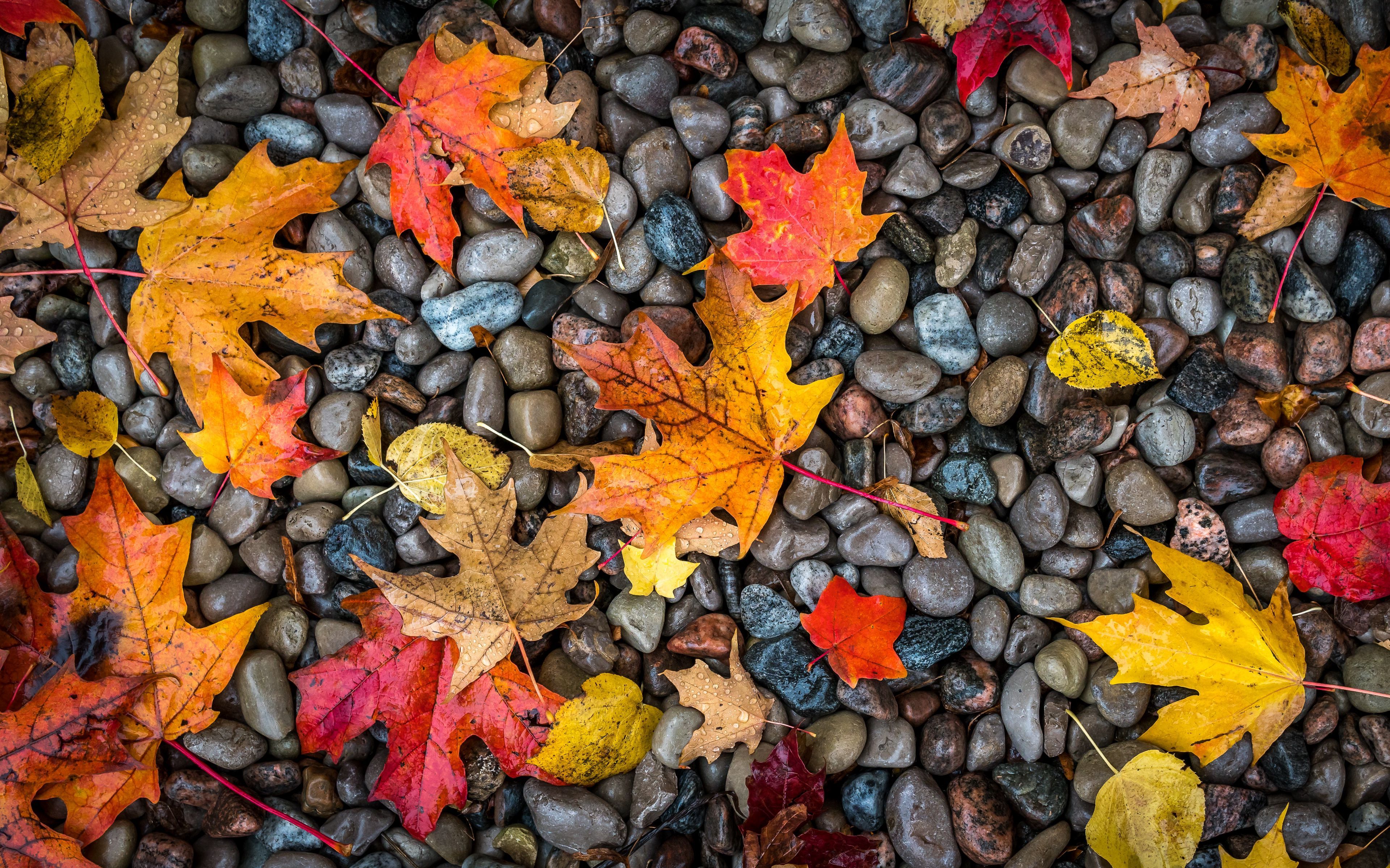 Download wallpaper 3840x2400 leaves, stones, maple, wet, autumn 4k ultra HD 16:10 HD background