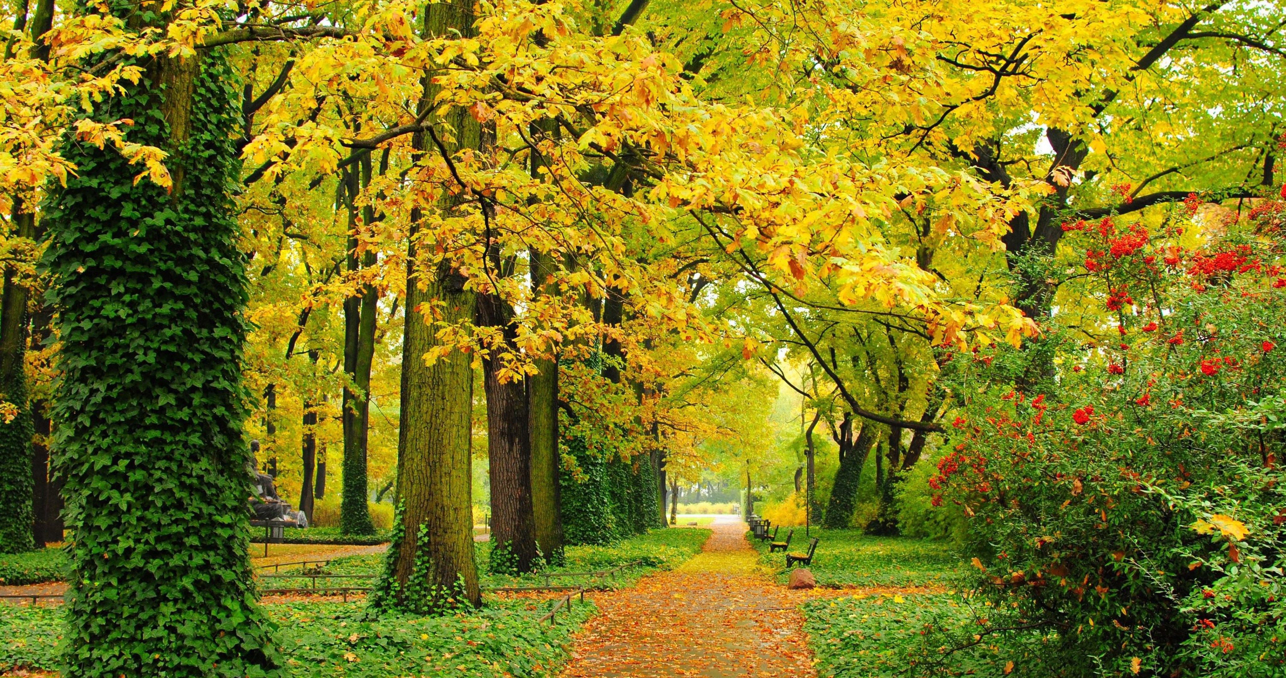 autumn park with yellow leaves 4k ultra HD wallpaper. Autumn landscape, Autumn park, Birches wallpaper