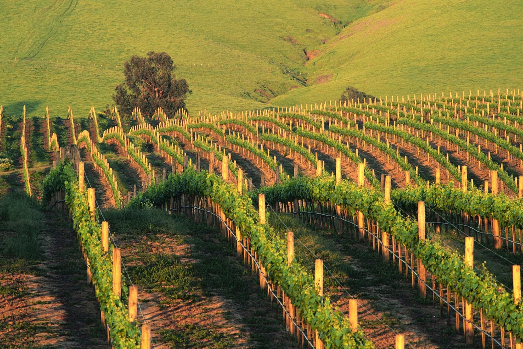 Wallpaper USA, California, vineyard, hill, Napa, Napa Valley Wineries. Napa vineyards, Napa valley wineries, Napa valley california