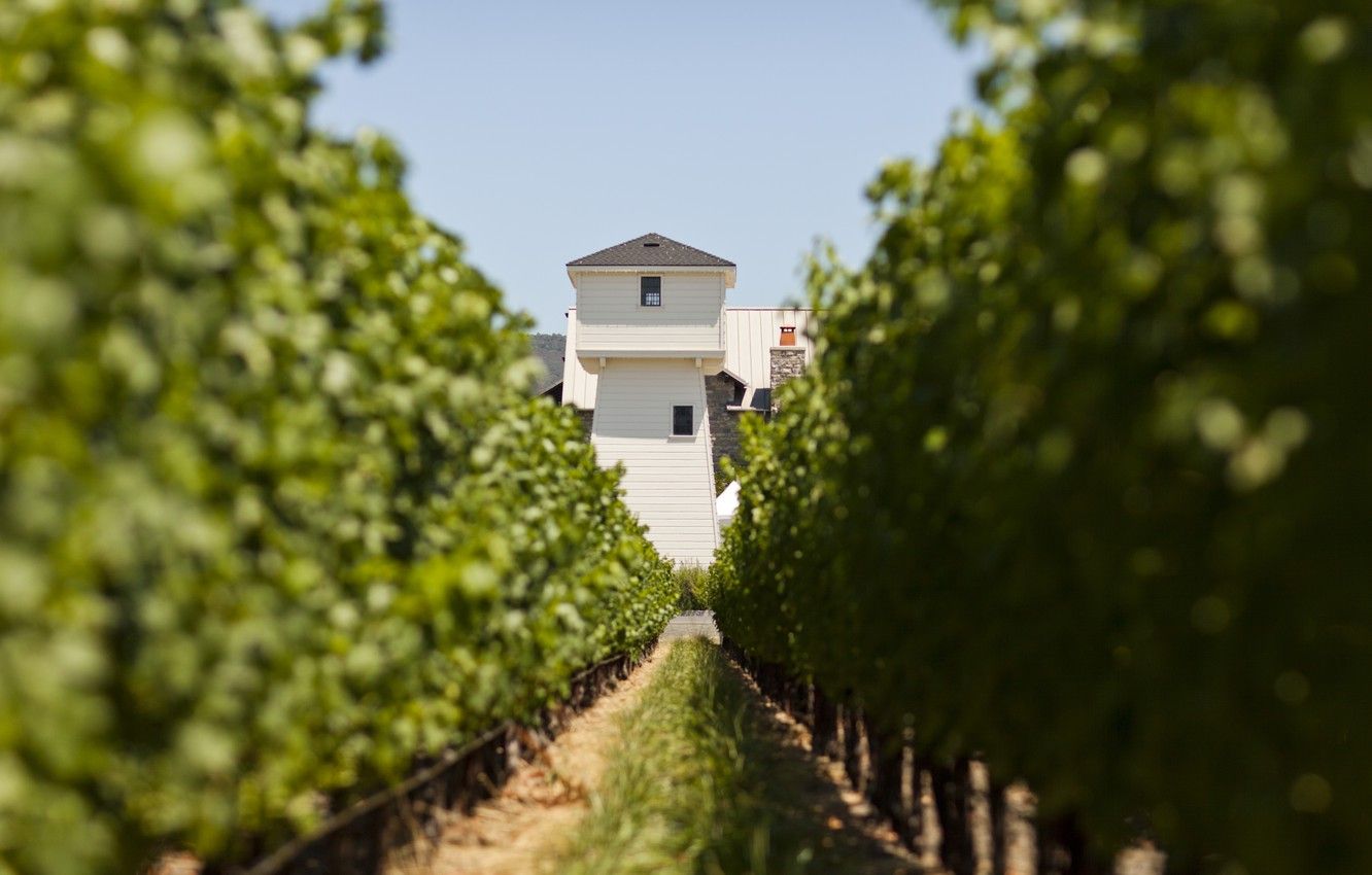Wallpaper tower, wine, vineyards, vitis vinifera, Silver Oak, Napa Valley image for desktop, section пейзажи