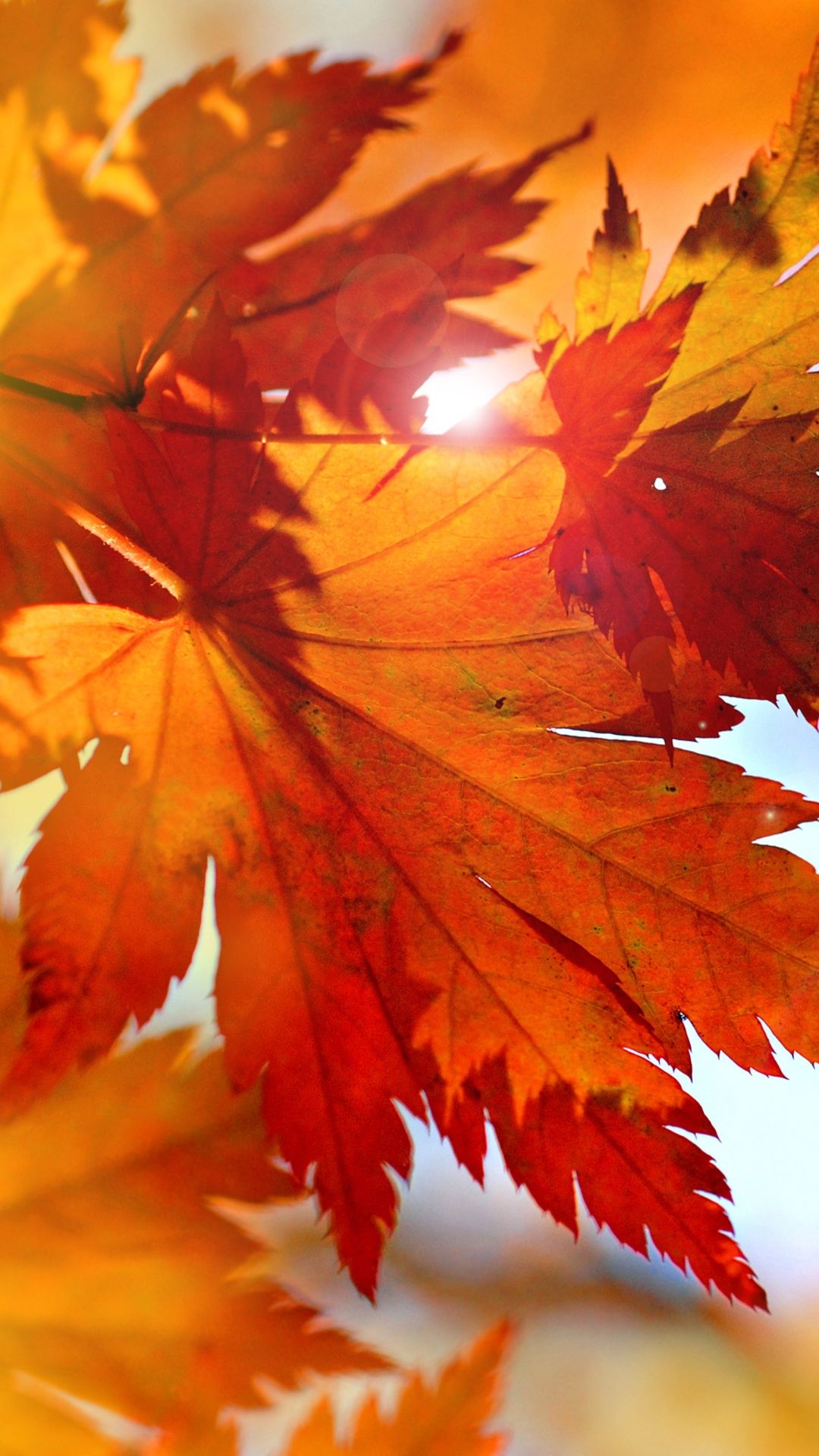 Leaves Fall Wallpaper Android Kecbio