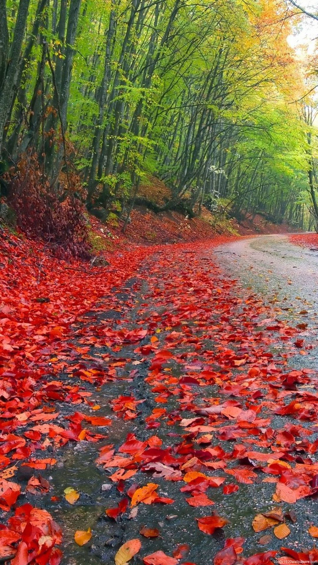 Tree Autumn Leaf Forest Rain Road Wallpaper HD