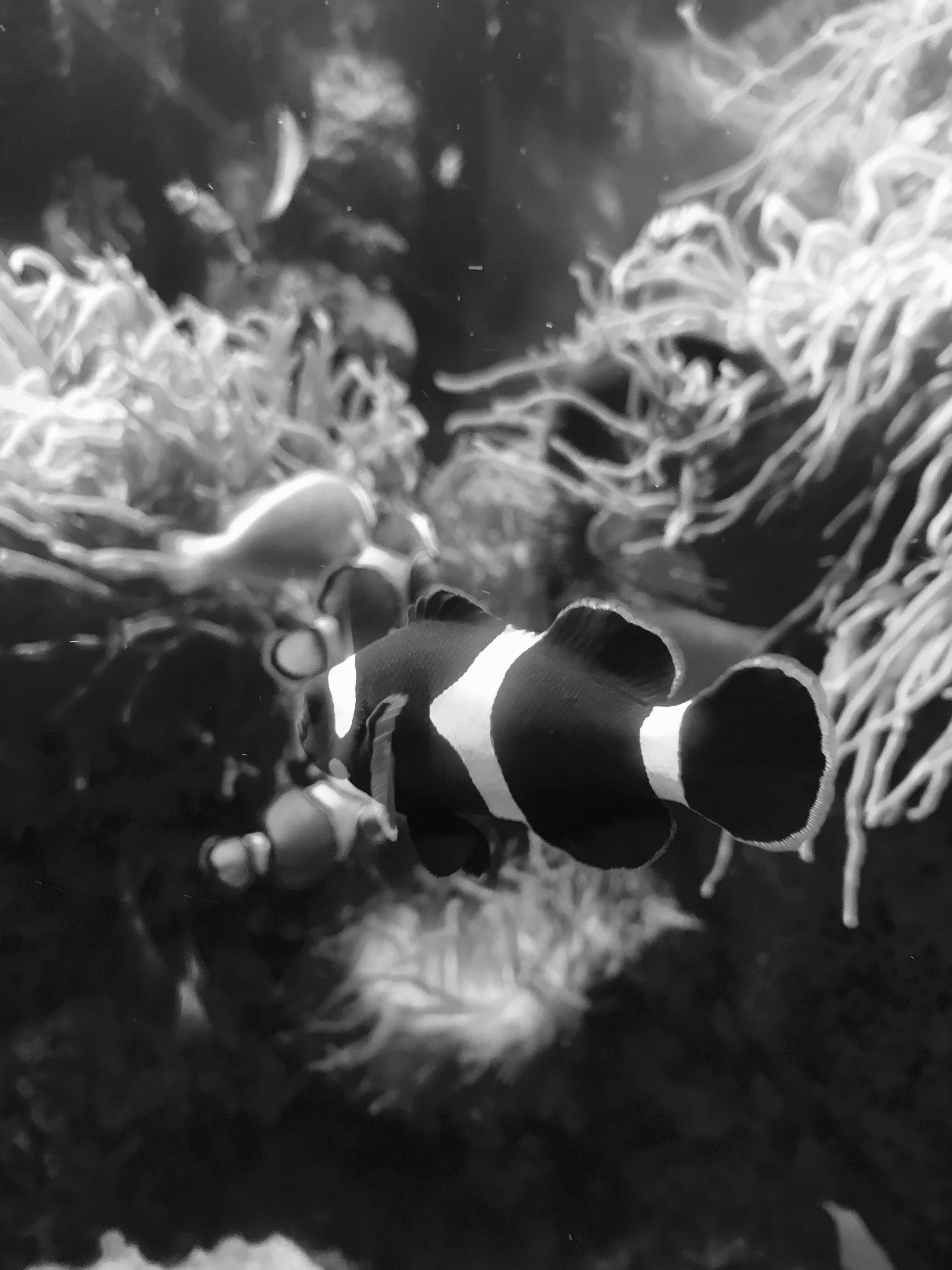 Nemo 4K wallpaper for your desktop or mobile screen free and easy to download