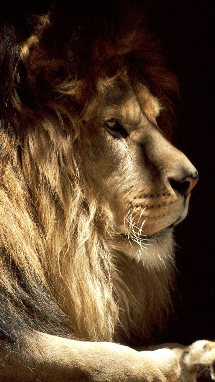 Free download Male lion iPhone 6 Wallpaper HD iPhone 6 Wallpaper [750x1334] for your Desktop, Mobile & Tablet. Explore Lion Phone Wallpaper. White Phone Wallpaper, Free Lion Wallpaper for