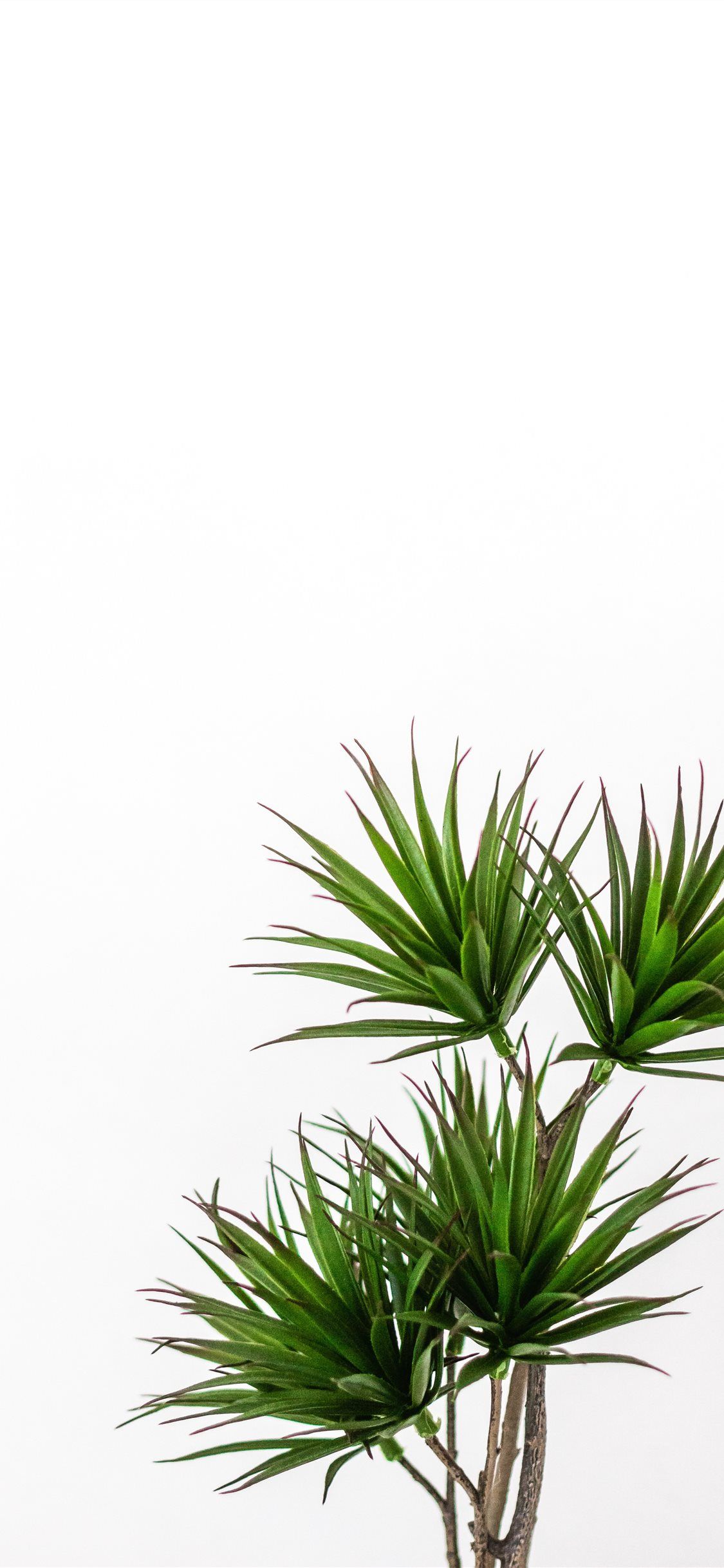 green palm plant iPhone X Wallpaper Free Download
