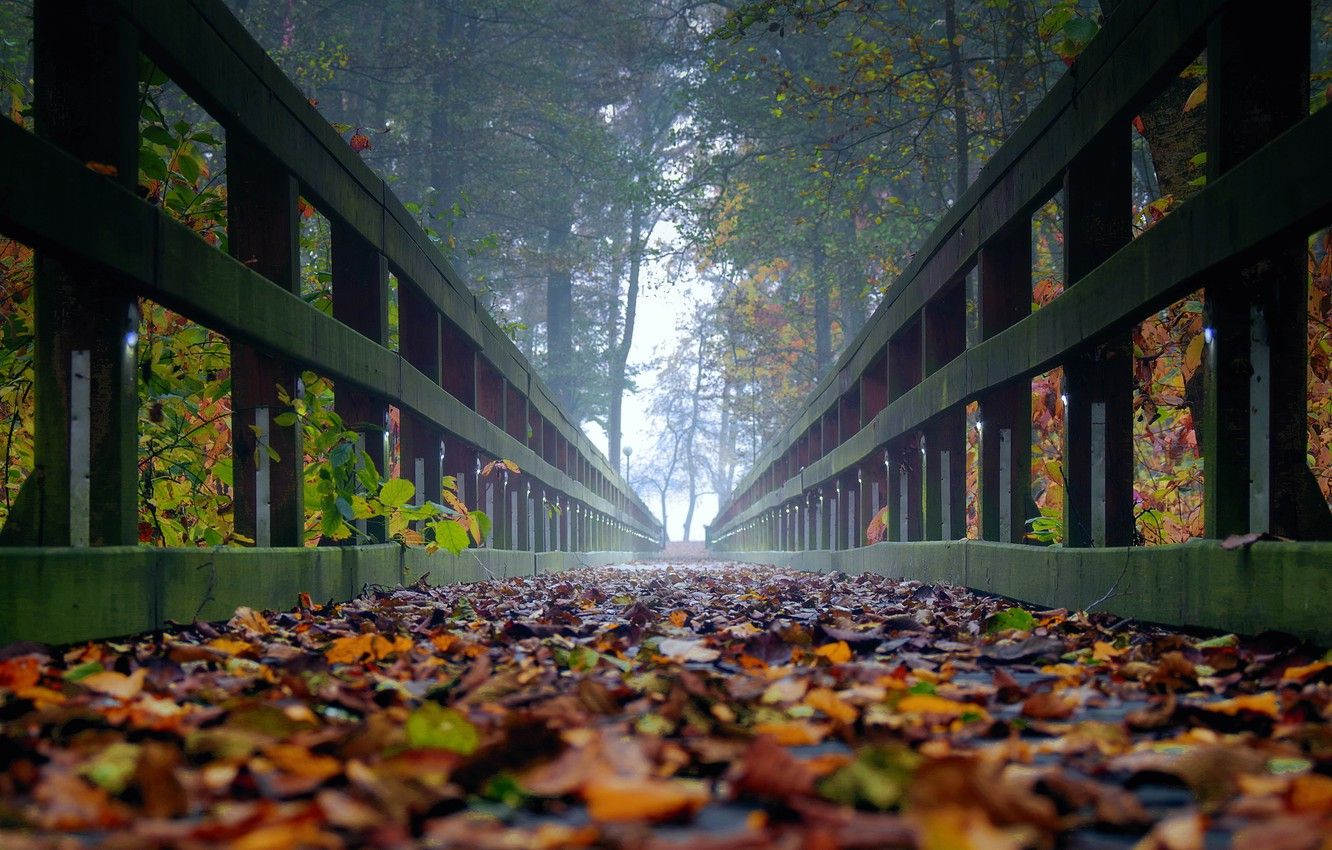 Wallpaper autumn, leaves, trees, fog, the bridge, ultra hd, autumn in the forest, bridge in the woods image for desktop, section природа