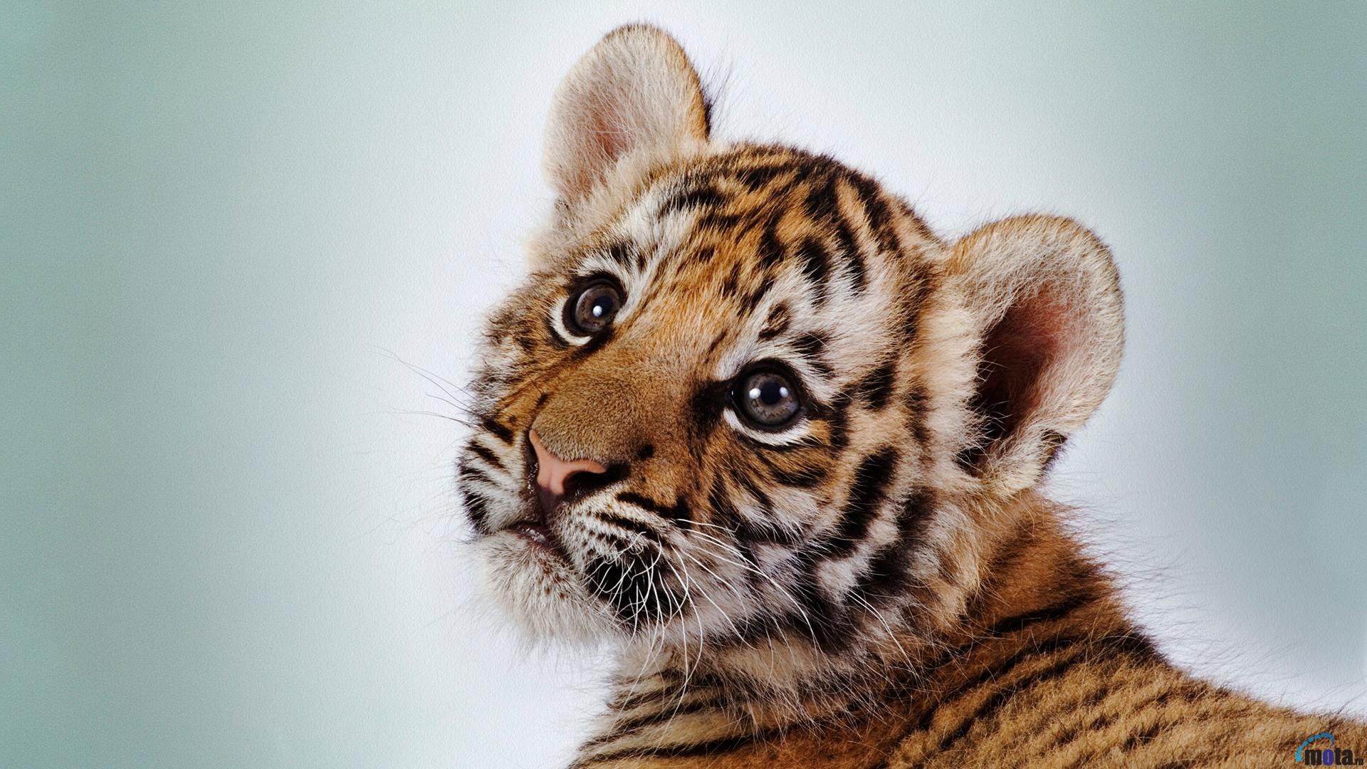 Wallpaper, cute, picture, tiger, high, quality
