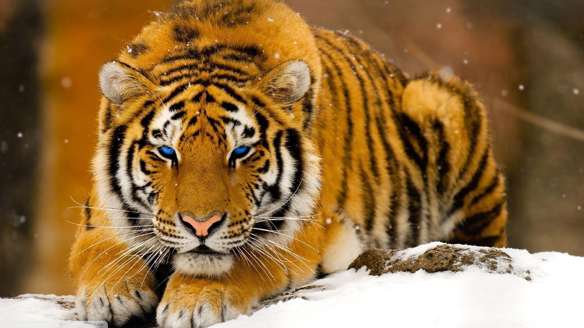 Tiger In Snow HD Wallpaperx1080