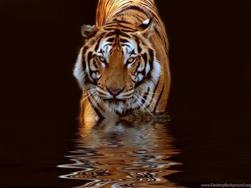 Bengal Tiger Wallpaper Picture Desktop Background