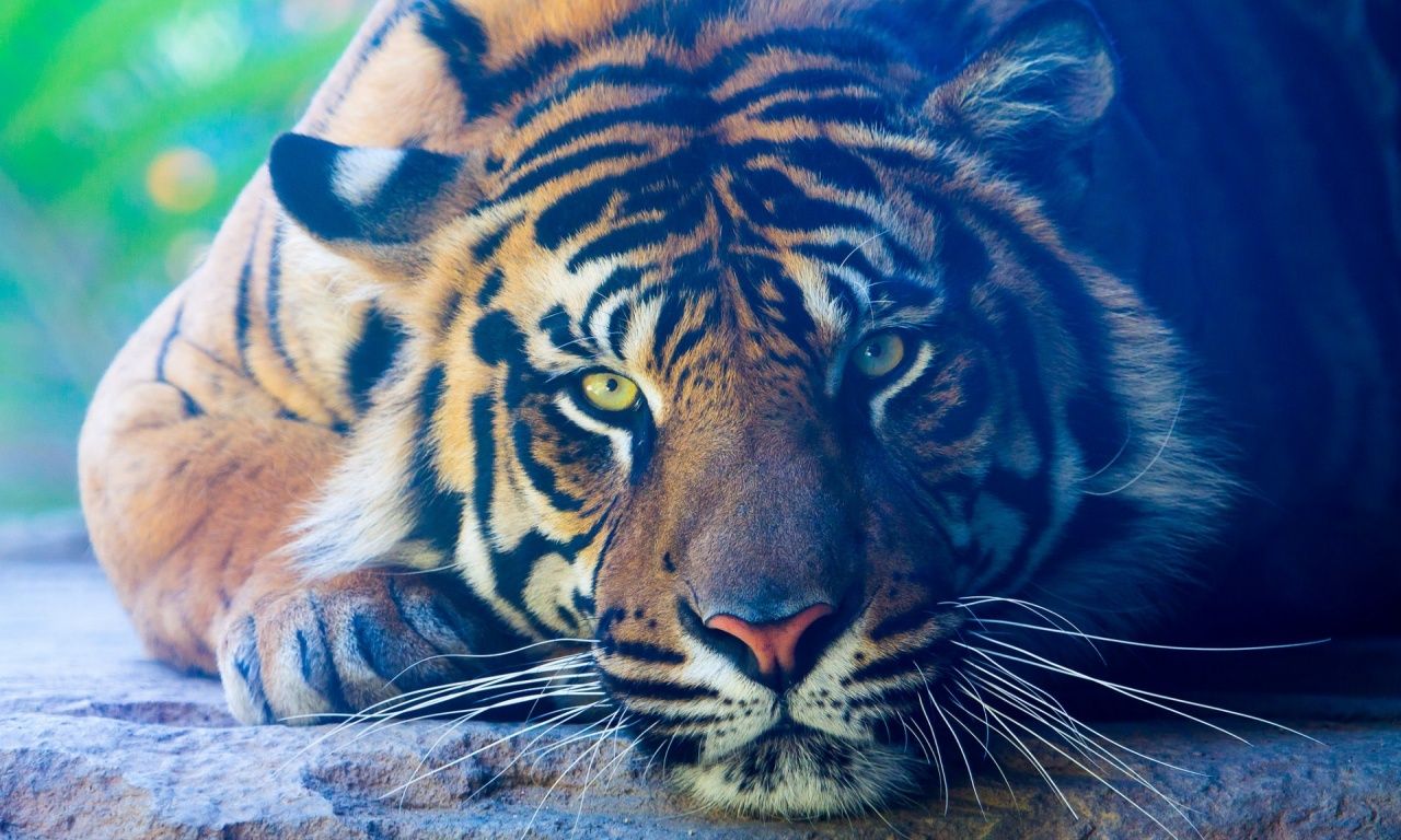 The Tiger Color Wallpaper