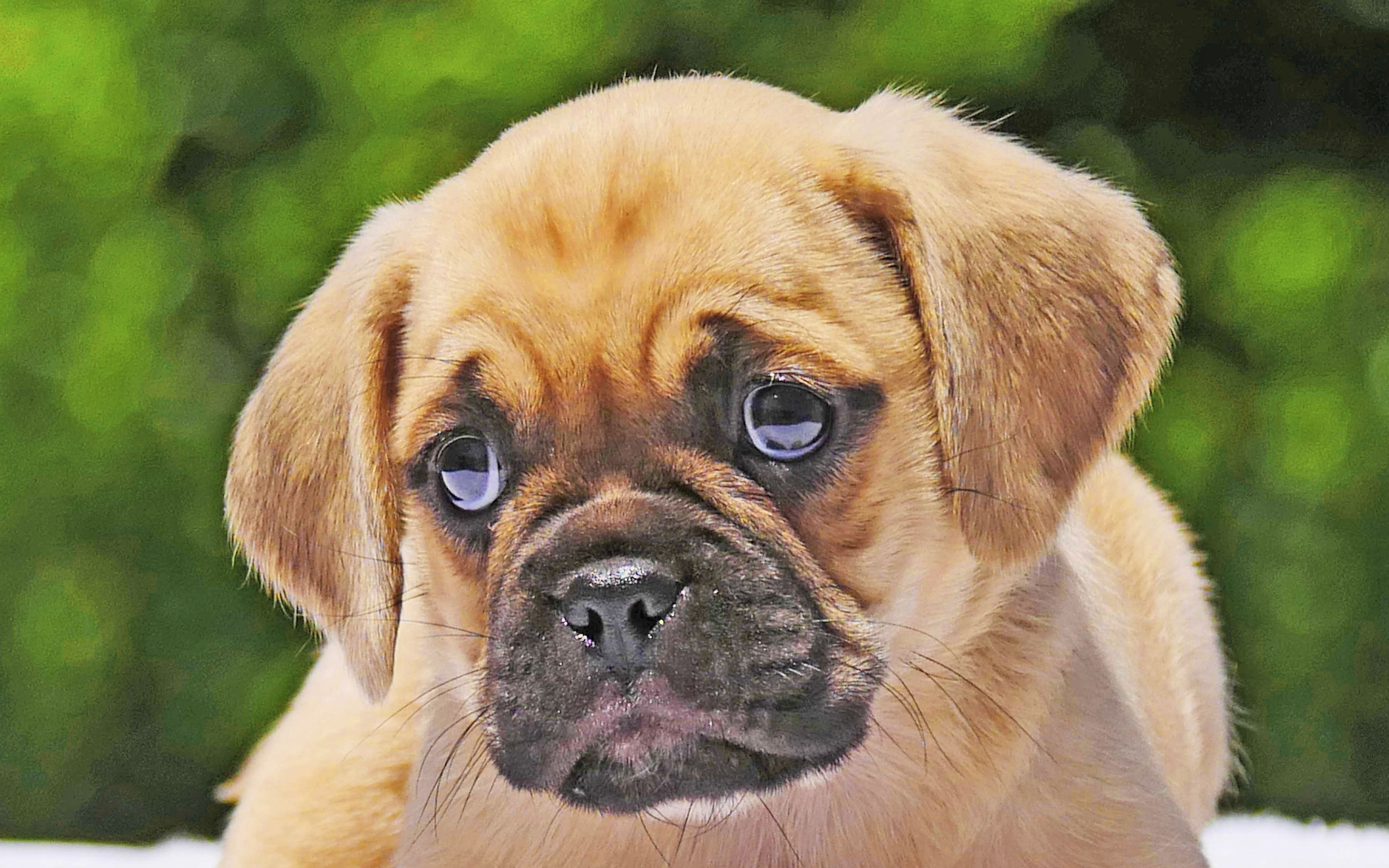 Puggle Wallpapers - Wallpaper Cave