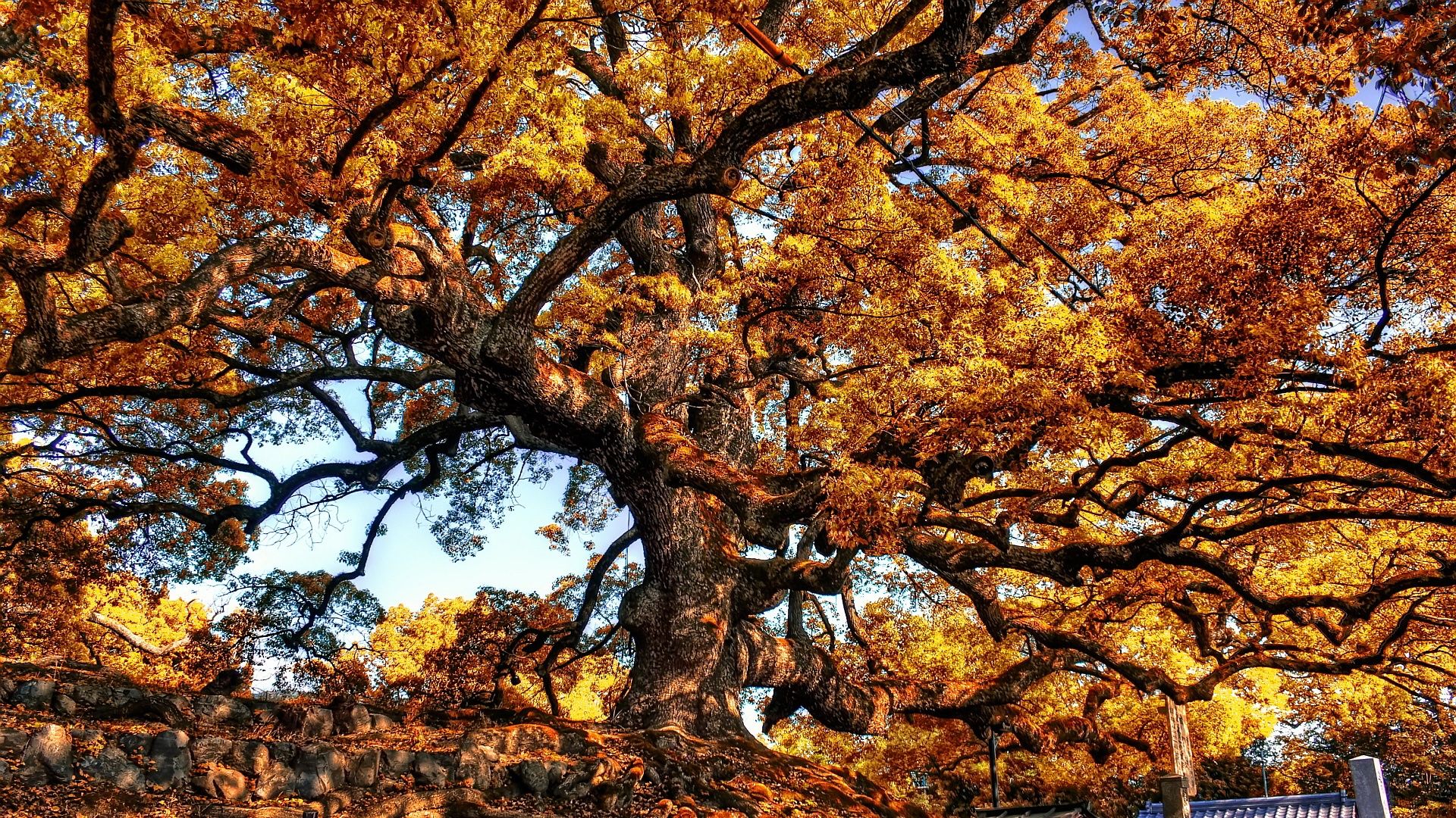Giant tree autumn wallpaperx1080