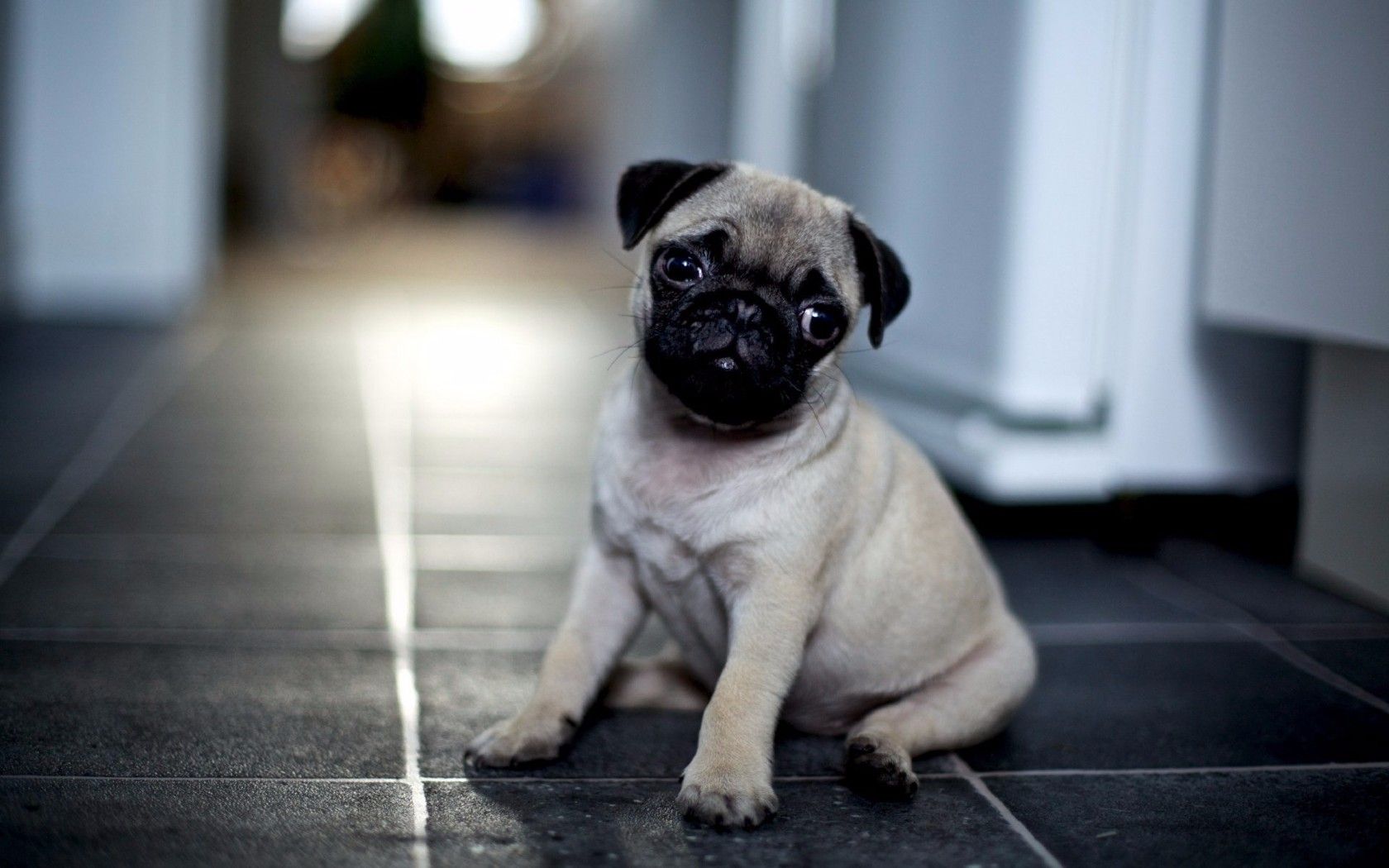 Happy Pug