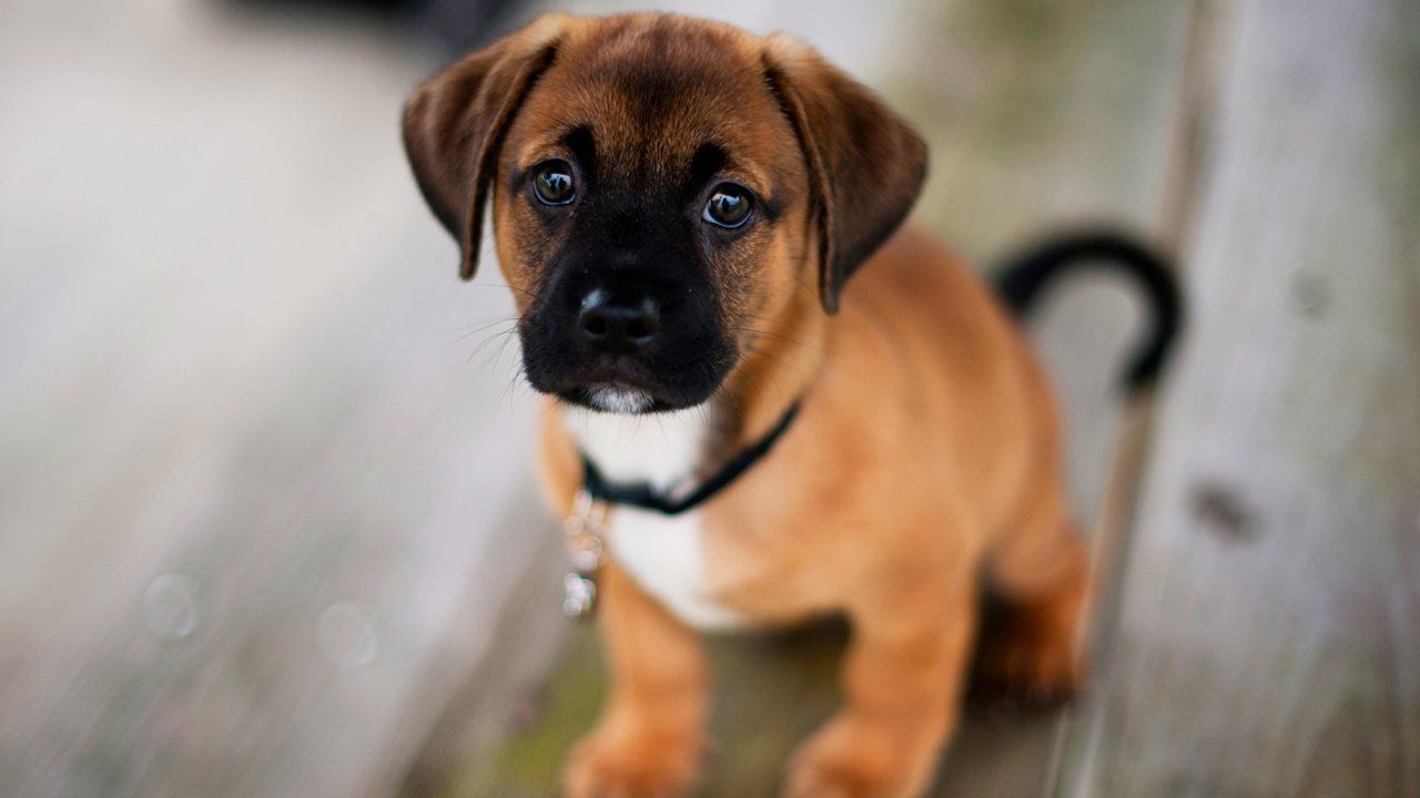 Puggle HD Wallpaper