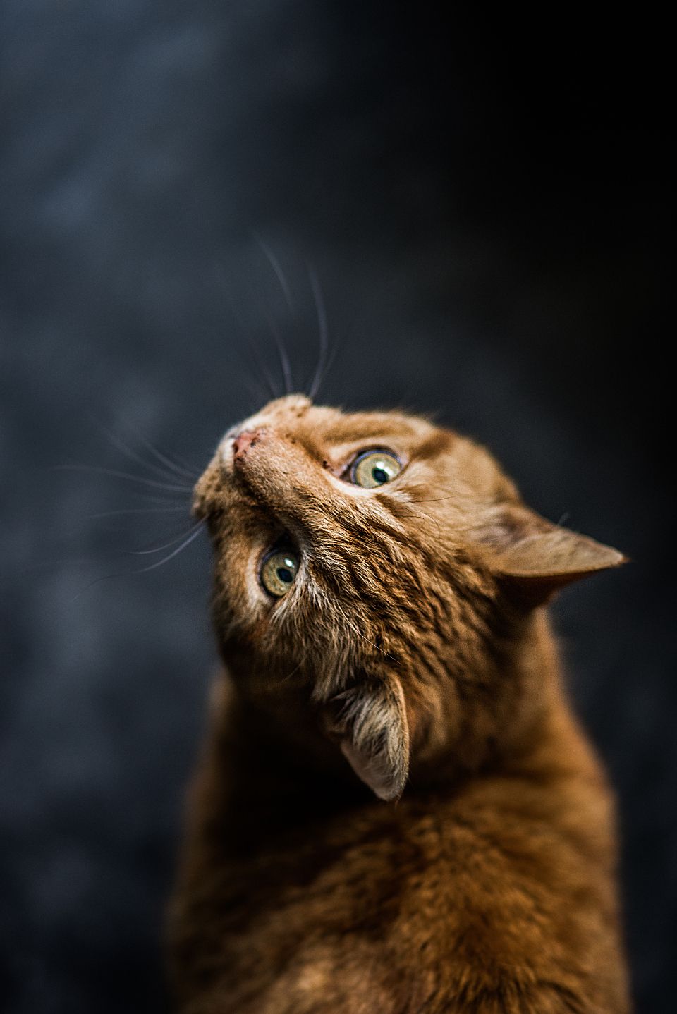 Free photo of ginger cat